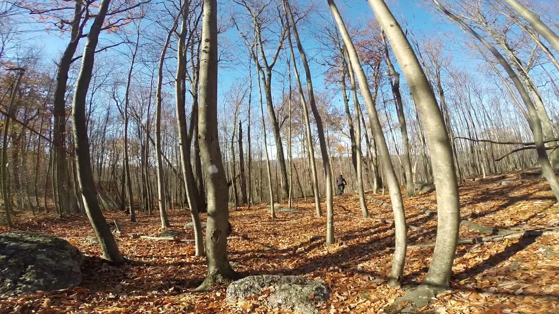 A scenic forest landscape in autumn, featuring tall, bare trees against a clear blue sky. The ground is covered with a blanket of orange and brown fallen leaves, while a person can be seen walking in the distance among the trees. Rocks are scattered throughout the forest floor. Long Pond Ironworks State Park mountain bike trail.