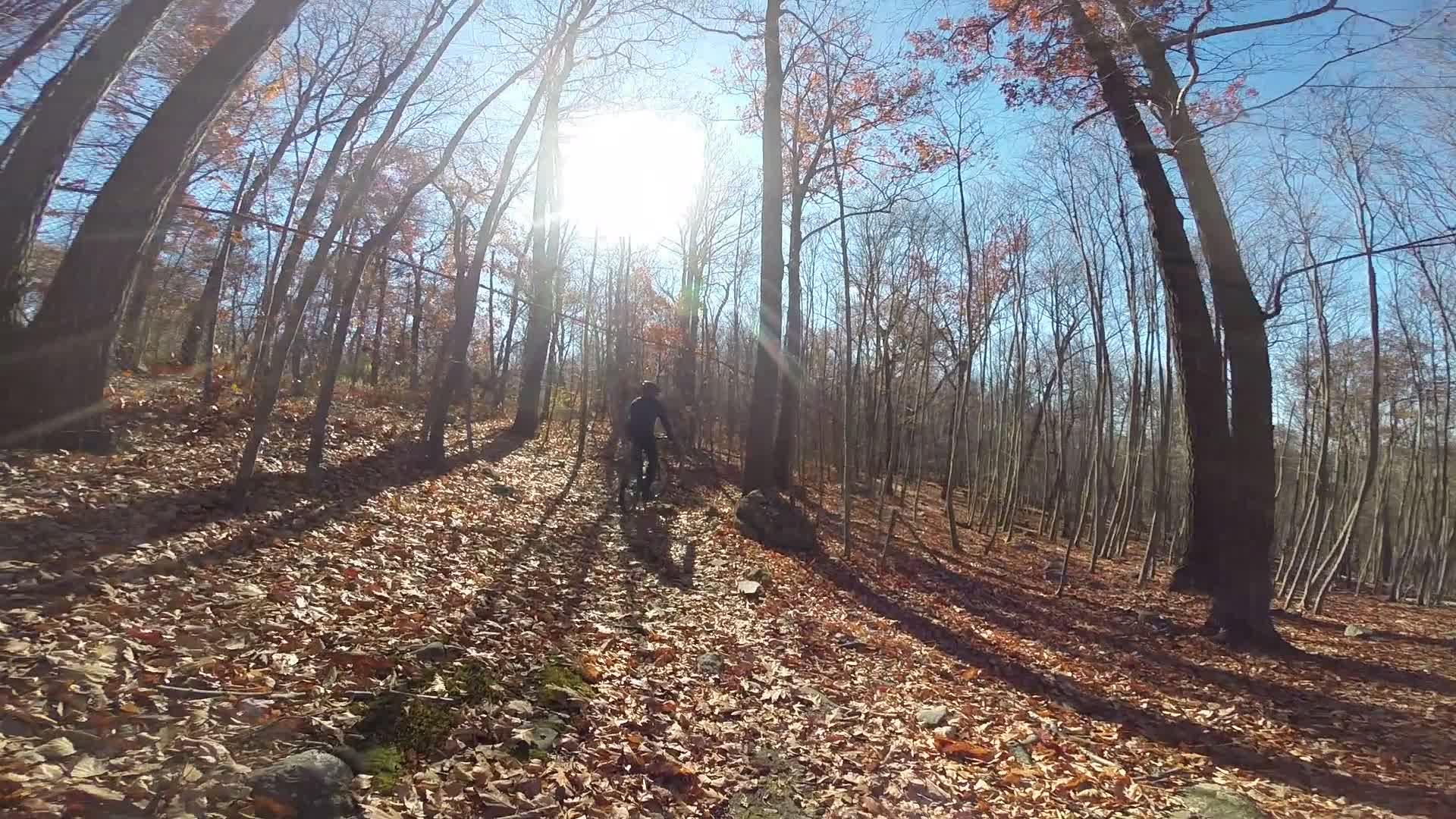 A mountain biker riding on a sunlit trail through a forest in autumn, surrounded by trees with sparse foliage and a carpet of fallen leaves. Long Pond Ironworks State Park mountain bike trail.
