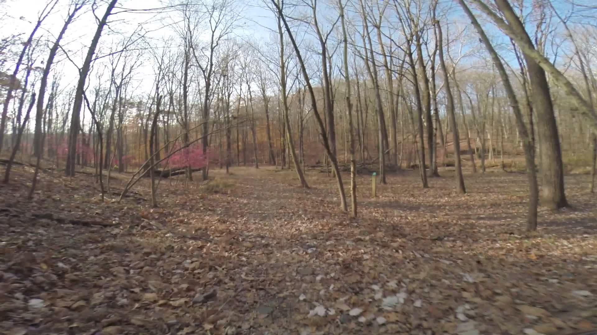 A serene forest scene showing a pathway covered in fallen leaves, surrounded by tall, bare trees. In the background, hints of pink foliage suggest early spring or blooming flowers, while areas of golden and orange leaves indicate the transition of seasons. The clear blue sky peeks through the branches, creating a tranquil outdoor atmosphere. Chimney Rock mountain bike trail.