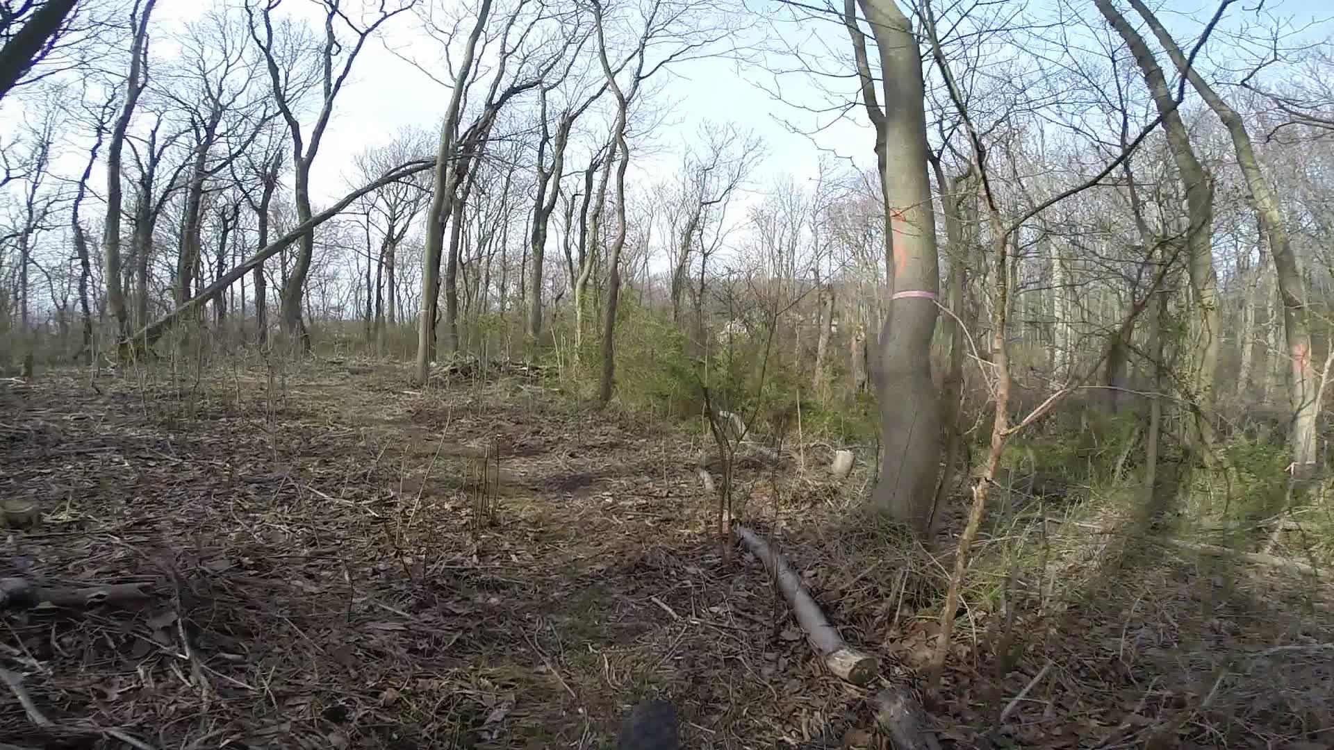 A wooded area in early spring, featuring bare trees with no leaves, scattered branches, and patches of greenery. The ground is covered with dry leaves and twigs, and a fallen log is visible in the foreground. The scene is illuminated by soft natural light from an overcast sky. Wolfes Pond park mountain bike trail.