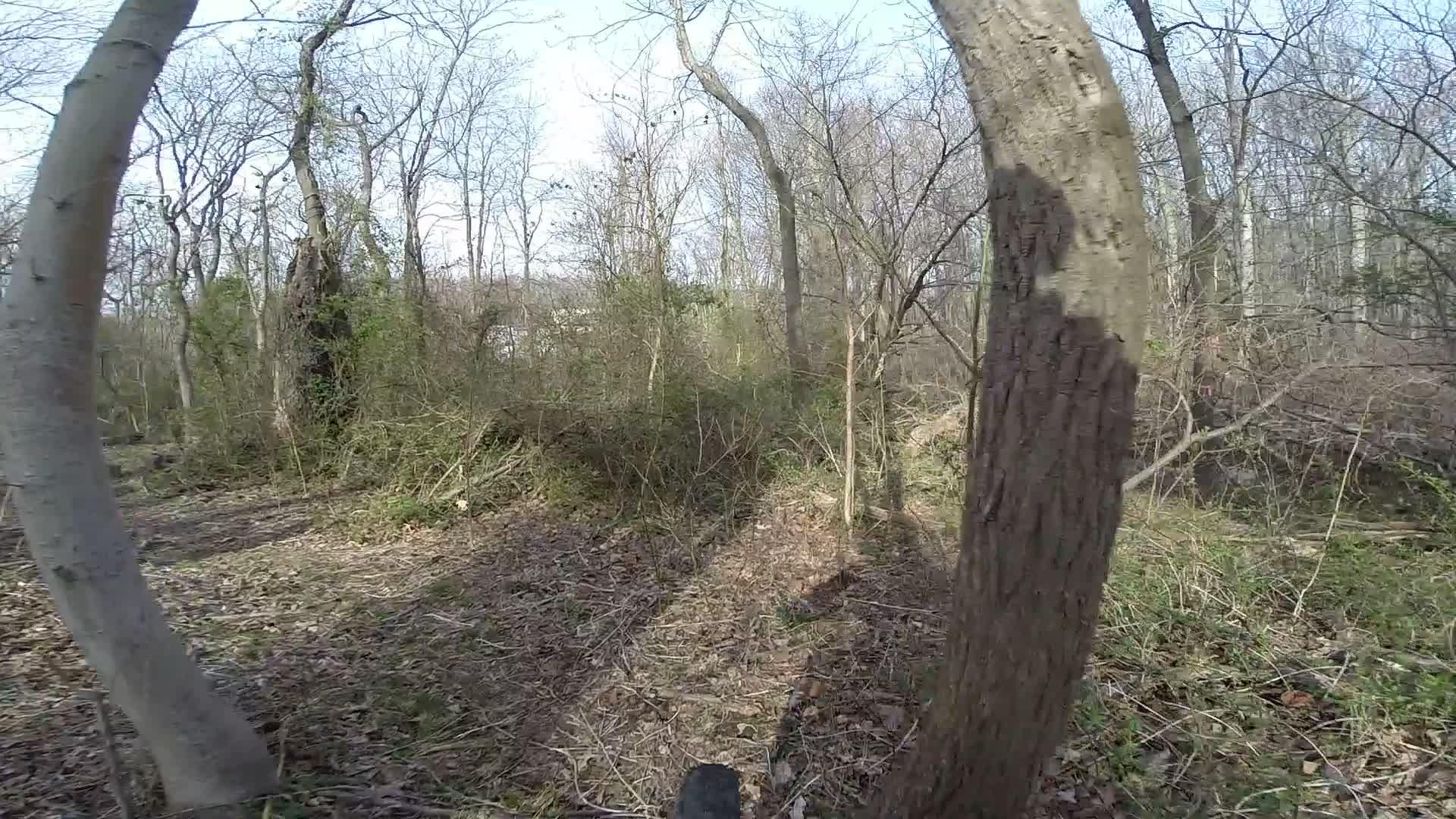 A dense, wooded area with several trees, some leafless, casting shadows on a natural path covered with leaves and brush. In the background, hints of greenery and a possible building are visible, suggesting a transition between wilderness and human habitation. The scene is set on a clear day, highlighting the textures of the bark and undergrowth. Wolfes Pond park mountain bike trail.
