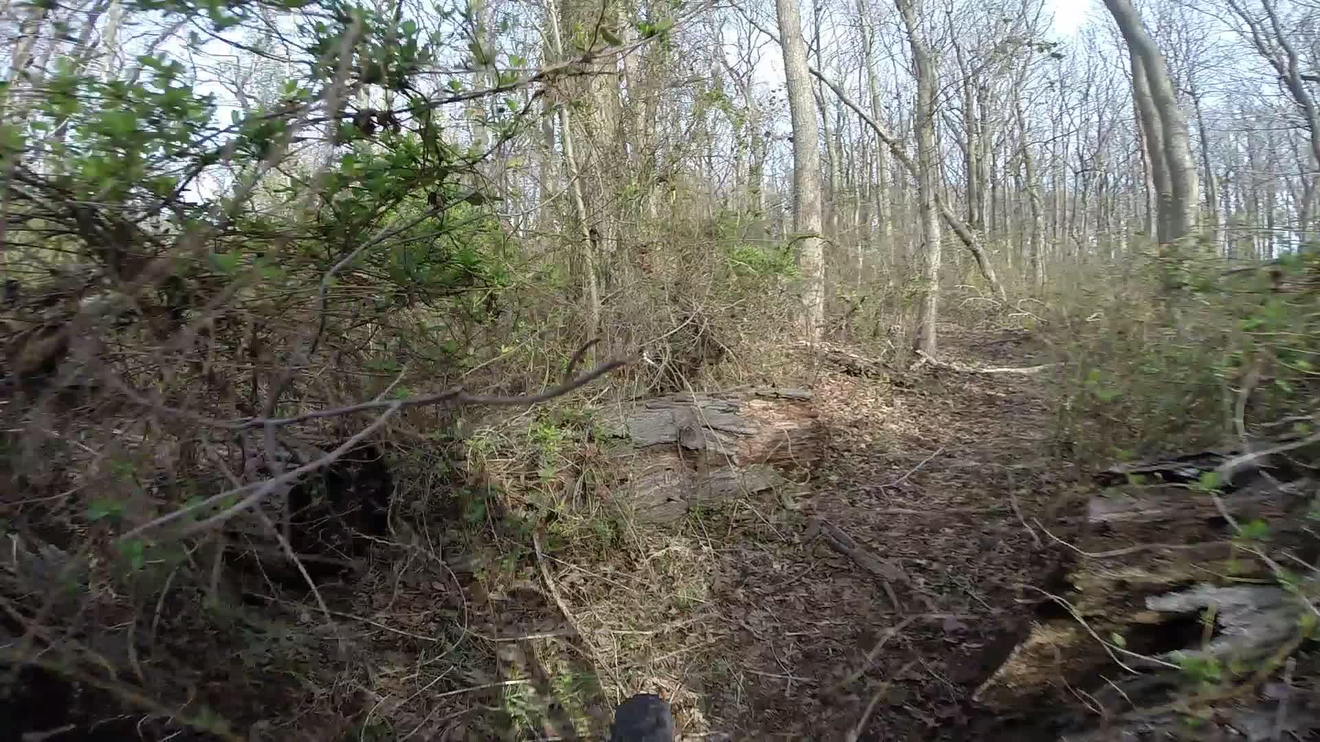 A wooded path surrounded by trees and dense foliage, with a large, fallen log partially hidden among the underbrush. Sunlight filters through the branches, illuminating the forest floor covered in leaves and small plants. Wolfes Pond park mountain bike trail.