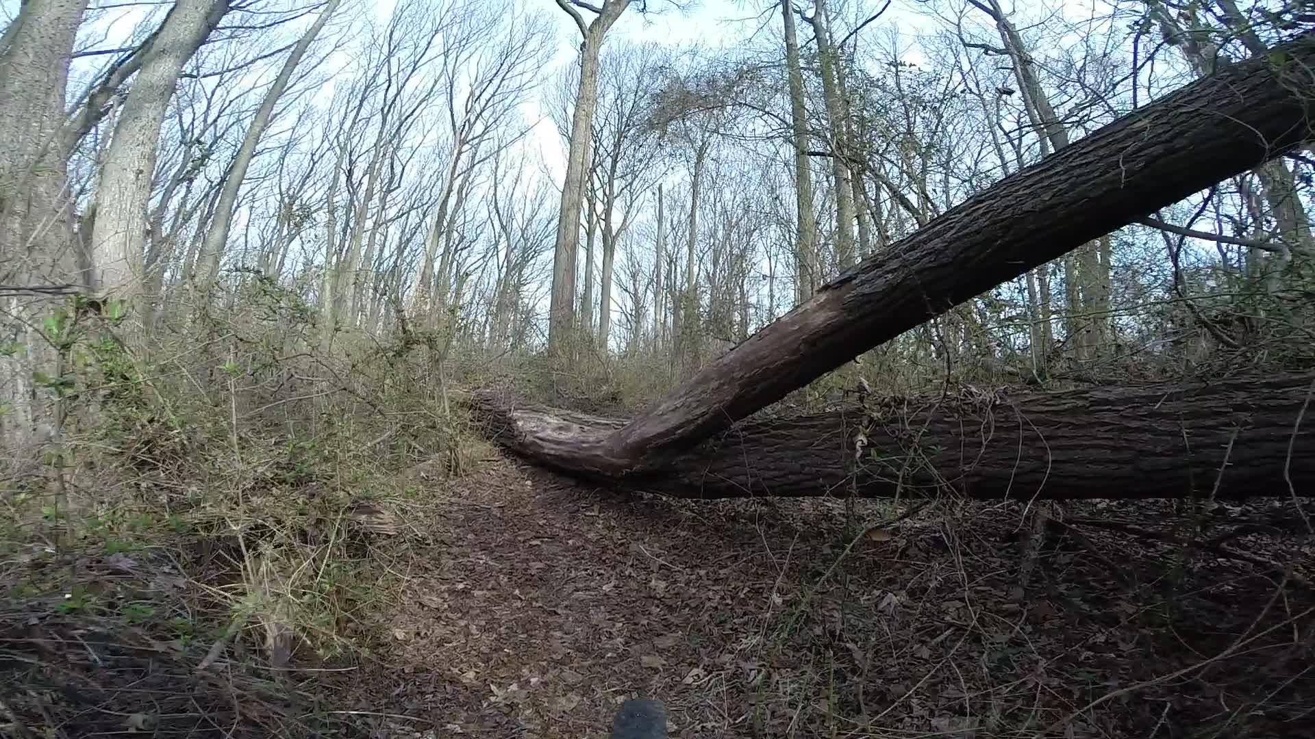 A fallen tree blocking a dirt path in a wooded area, surrounded by bare trees and underbrush. The scene is captured from a low angle, showcasing the texture of the fallen log and the natural environment. Wolfes Pond park mountain bike trail.