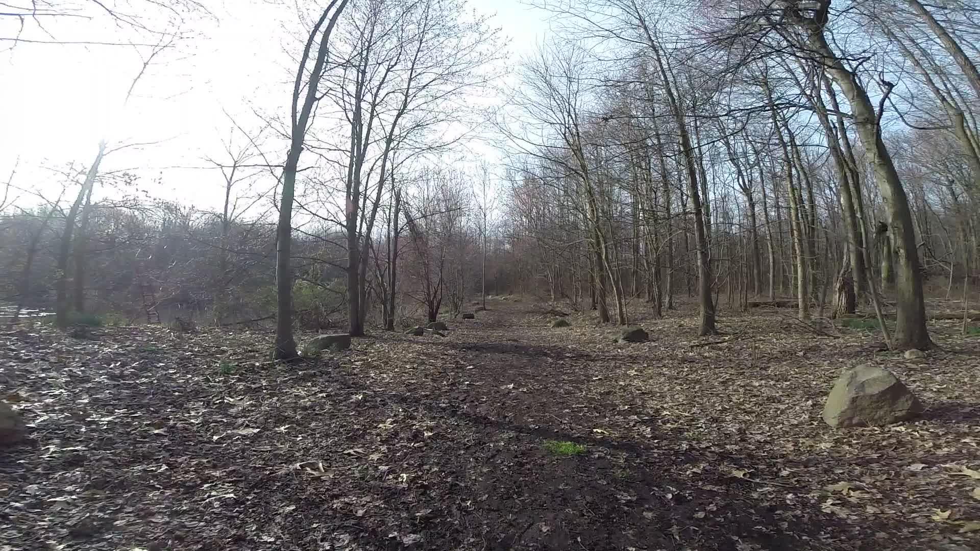 A dirt path winding through a barren forest with leafless trees and scattered rocks, illuminated by natural sunlight. The ground is covered with fallen leaves, and the atmosphere reflects early springtime. Trails seperated by streets mountain bike trail.