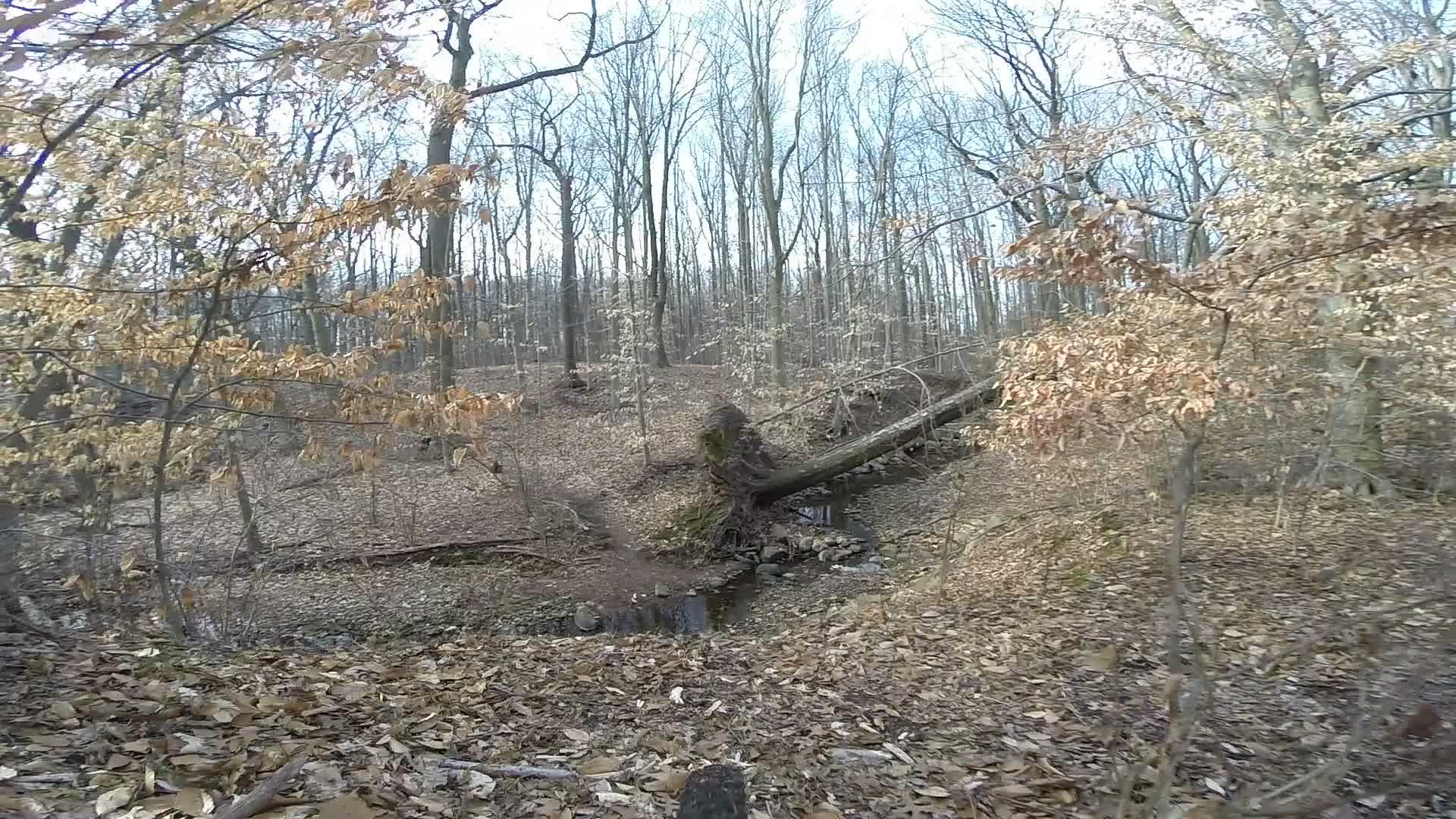 A serene forest scene showing a winding path through trees with bare branches and some remaining orange leaves. A fallen log crosses a small stream in the foreground, with a carpet of dried leaves covering the forest floor. The atmosphere is tranquil and hints at early spring or late fall. Trails seperated by streets mountain bike trail.