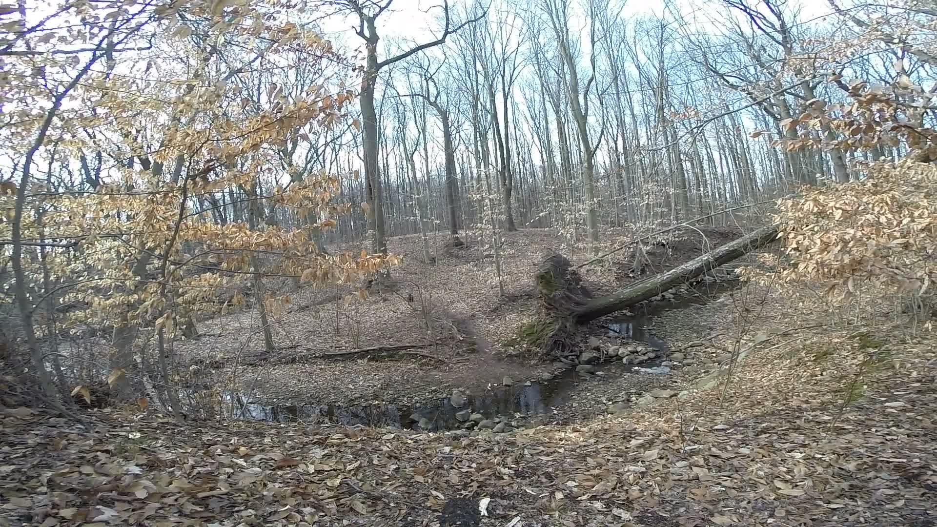 A serene forest scene featuring a small, shallow creek surrounded by trees with bare branches and some remnants of brown leaves on the ground. The landscape exhibits a calm, natural setting, emphasizing the tranquility of the woods in late autumn or early spring. Trails seperated by streets mountain bike trail.