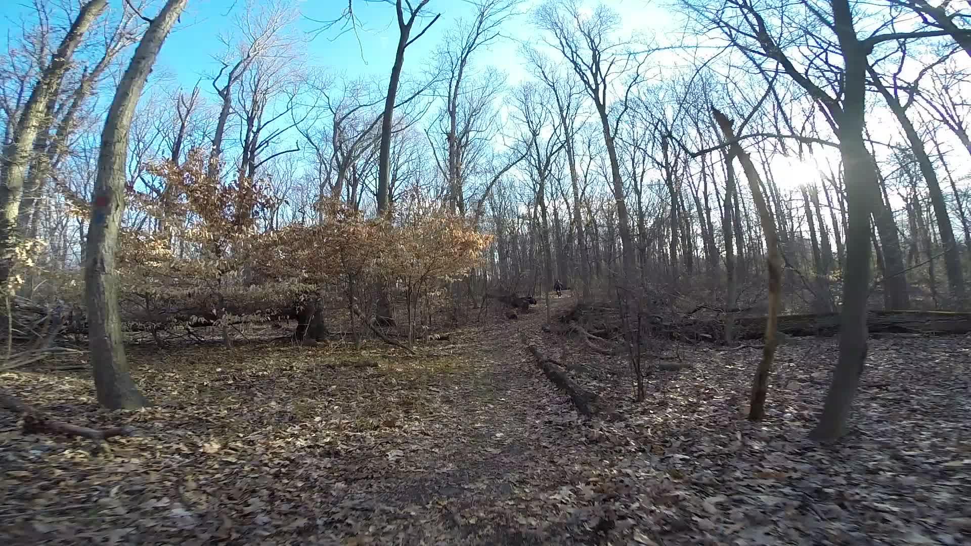 A wooded trail in early spring, surrounded by leafless trees and scattered fallen leaves. The bright blue sky partially illuminates the path, which is flanked by shrubs and small trees. Sunlight filters through the branches, creating a serene atmosphere. Richmond Avenue and Forest Hill road mountain bike trail.