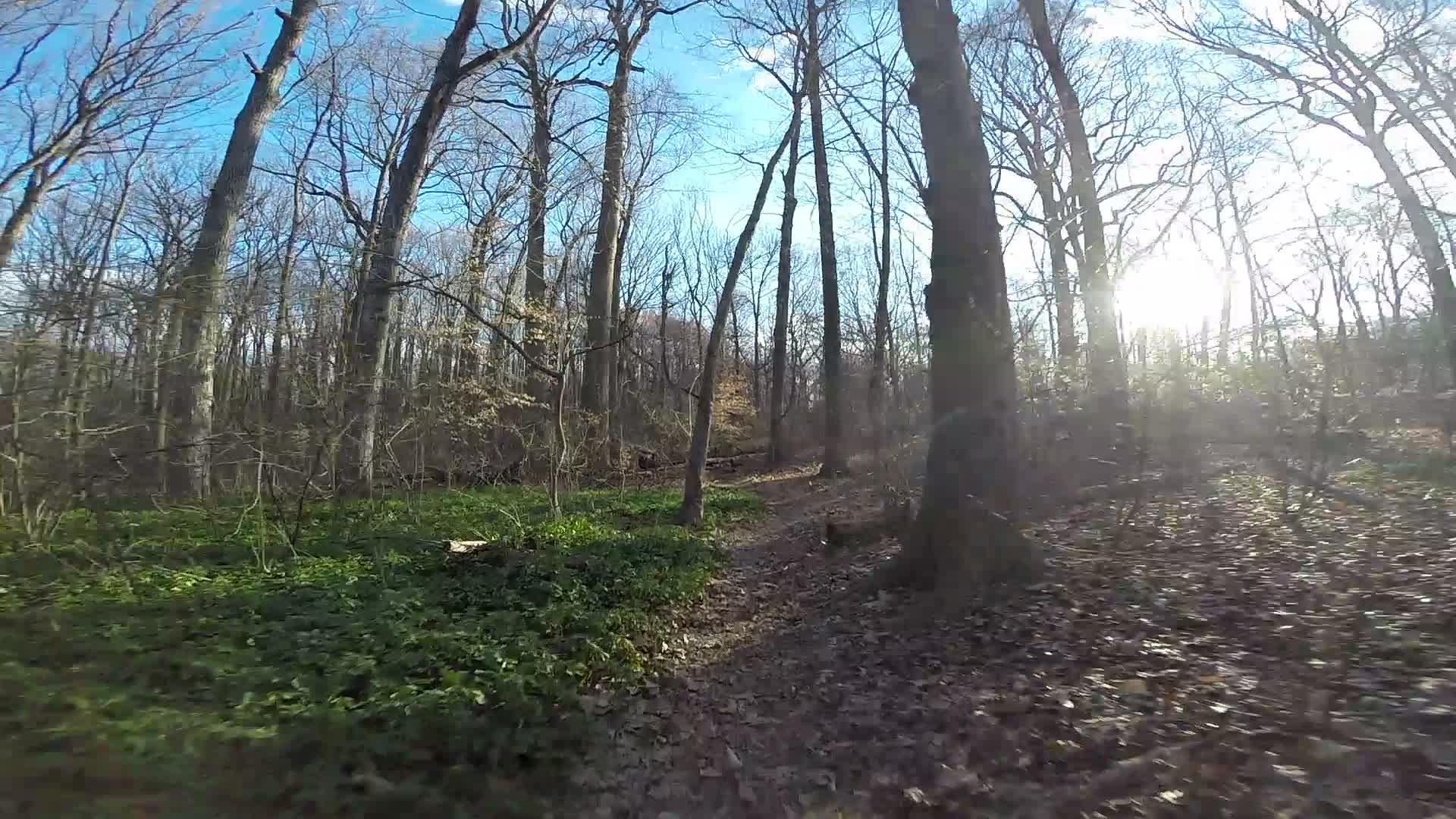 A serene forest scene featuring tall, bare trees with a clear blue sky in the background. Sunlight filters through the branches, illuminating a winding dirt path covered in fallen leaves and patches of green vegetation. The atmosphere is calm and inviting, suggesting a perfect spot for a peaceful walk in nature. Richmond Avenue and Forest Hill road mountain bike trail.