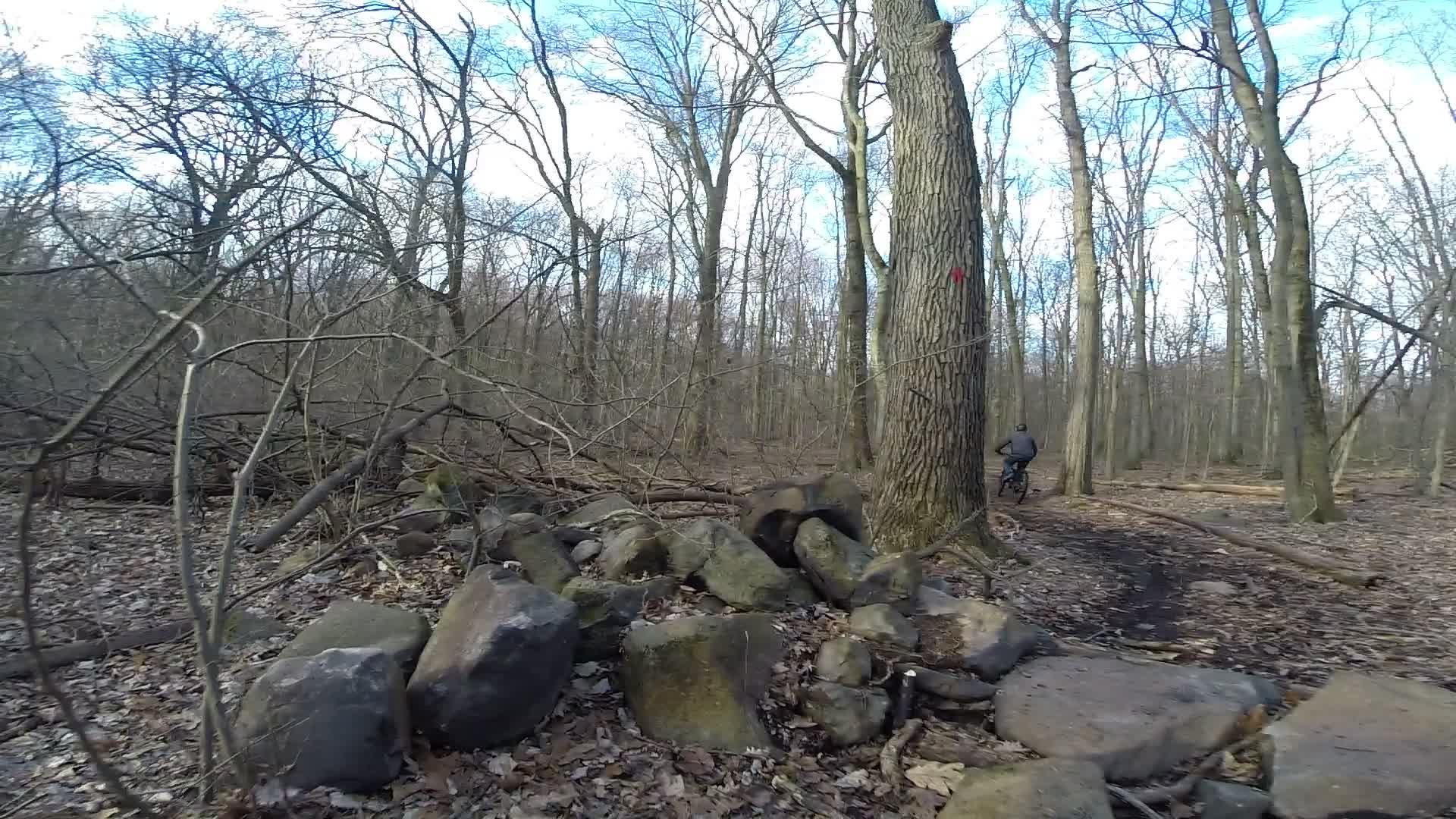 A cyclist rides along a dirt trail in a wooded area, surrounded by bare trees and scattered rocks. The landscape shows signs of early spring, with patches of leaves on the ground. A large tree with a red marking stands prominently in the scene. Richmond Avenue and Forest Hill road mountain bike trail.