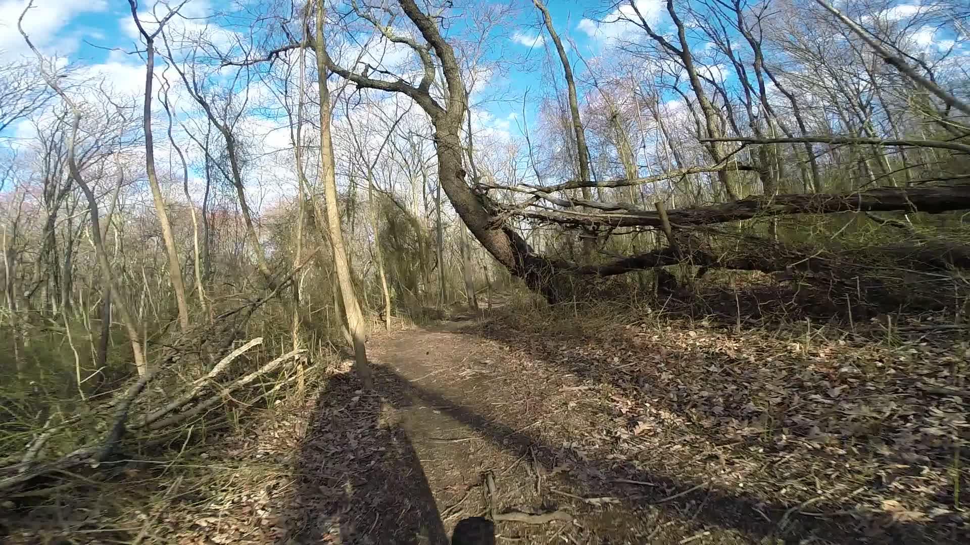 A dirt trail winding through a wooded area, surrounded by bare trees and fallen branches. The sky is partly cloudy, and the ground is covered with dry leaves. Shadows stretch across the path, suggesting a sunny day. Richmond Avenue and Forest Hill road mountain bike trail.
