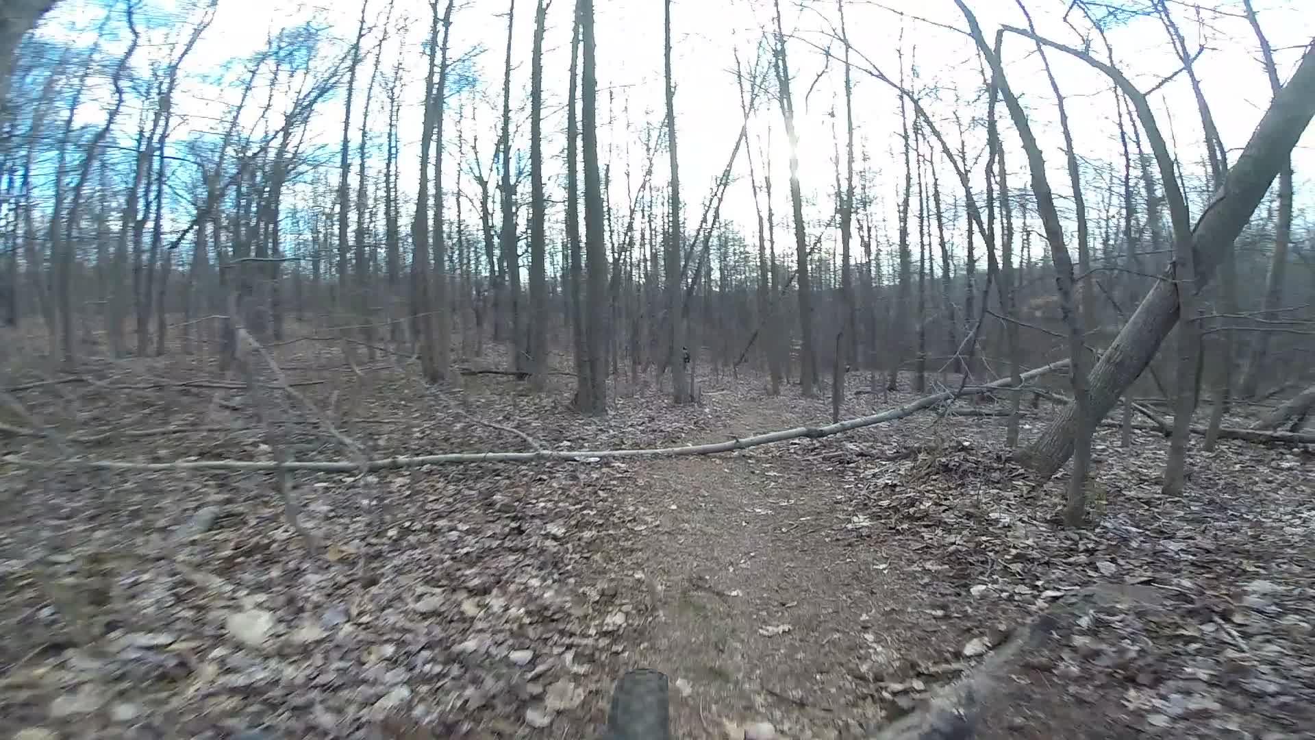 A narrow dirt path winding through a dense forest, surrounded by tall trees with bare branches and fallen leaves covering the ground. A fallen tree is visible across the trail, hinting at the natural obstacles present in the woodland area. The sky is slightly overcast, suggesting a cool, cloudy day. Richmond Avenue and Forest Hill road mountain bike trail.