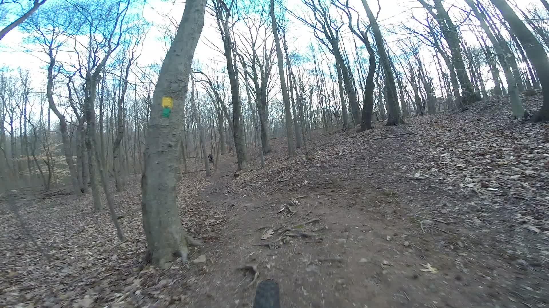 A dirt trail winding through a forest with bare trees and fallen leaves, featuring a yellow and green trail marker on a nearby tree. The scene captures the essence of outdoor biking or hiking in a natural setting. Richmond Avenue and Forest Hill road mountain bike trail.