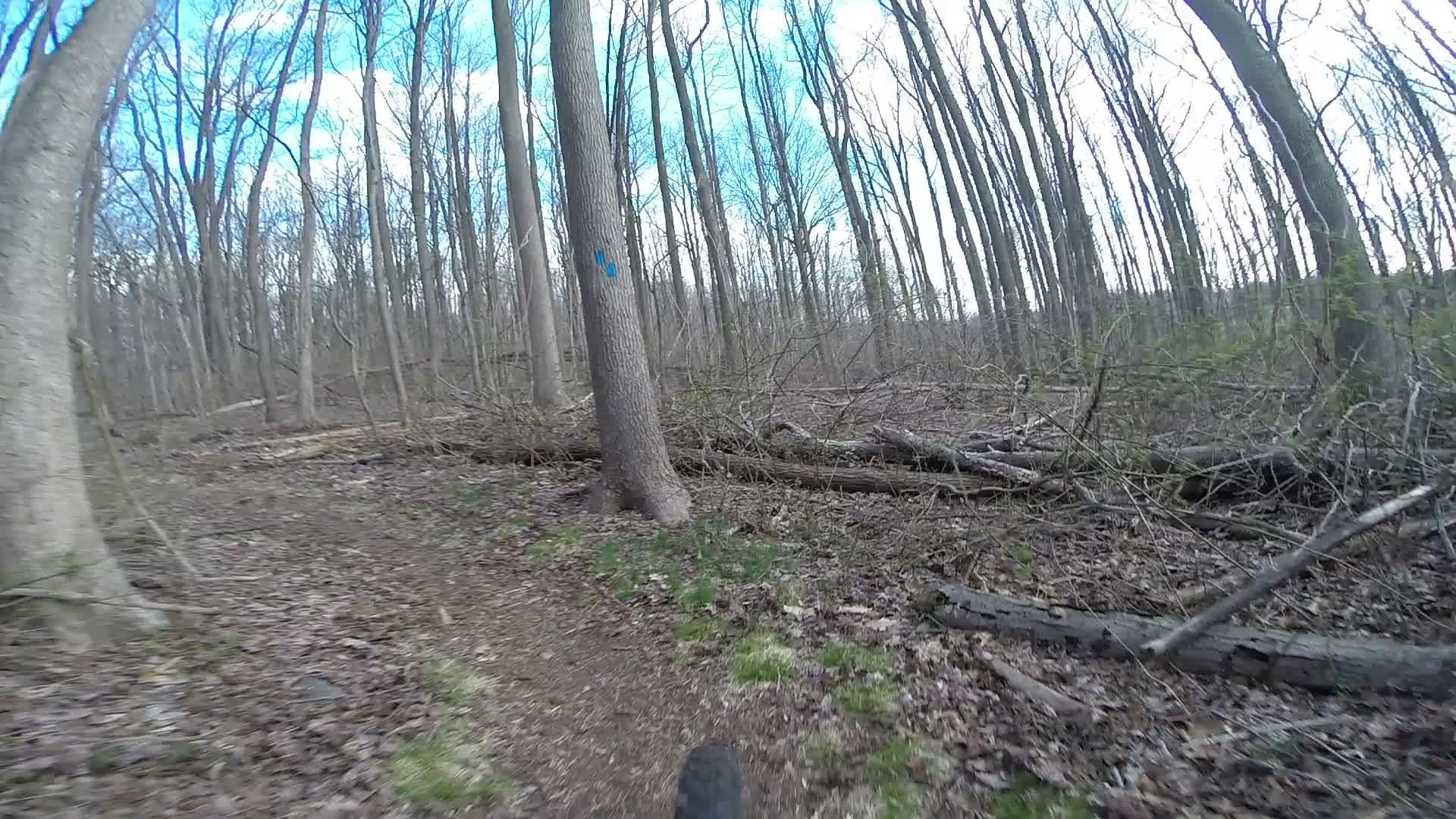 A winding dirt trail through a forested area, with tall, bare trees and patches of green grass. Fallen branches and leaves line the path, and a tree marked with blue paint stands along the trail. The sky is partially cloudy. Richmond Avenue and Forest Hill road mountain bike trail.