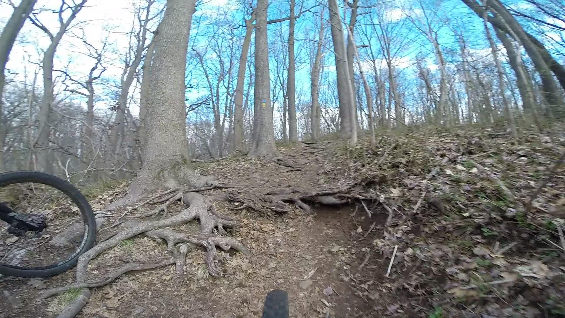 A view of a narrow dirt path winding through a forest, featuring exposed tree roots and fallen leaves; tall, bare trees stretch into a bright blue sky with scattered clouds. A portion of a bicycle tire is visible in the foreground, suggesting an off-road biking scene. Trails seperated by streets mountain bike trail.