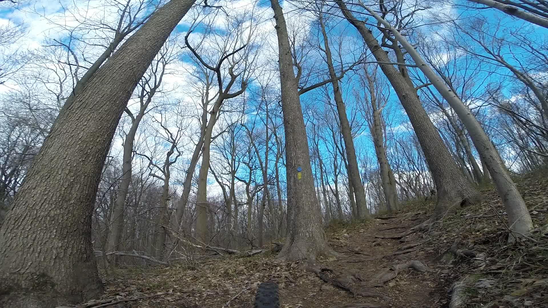 A scenic view of a wooded trail featuring tall trees with bare branches against a bright blue sky. The path is lined with visible roots and fallen leaves, indicating a natural hiking environment. A blue and yellow trail marker is visible on one of the trees, suggesting it is part of a marked hiking route. Trails seperated by streets mountain bike trail.