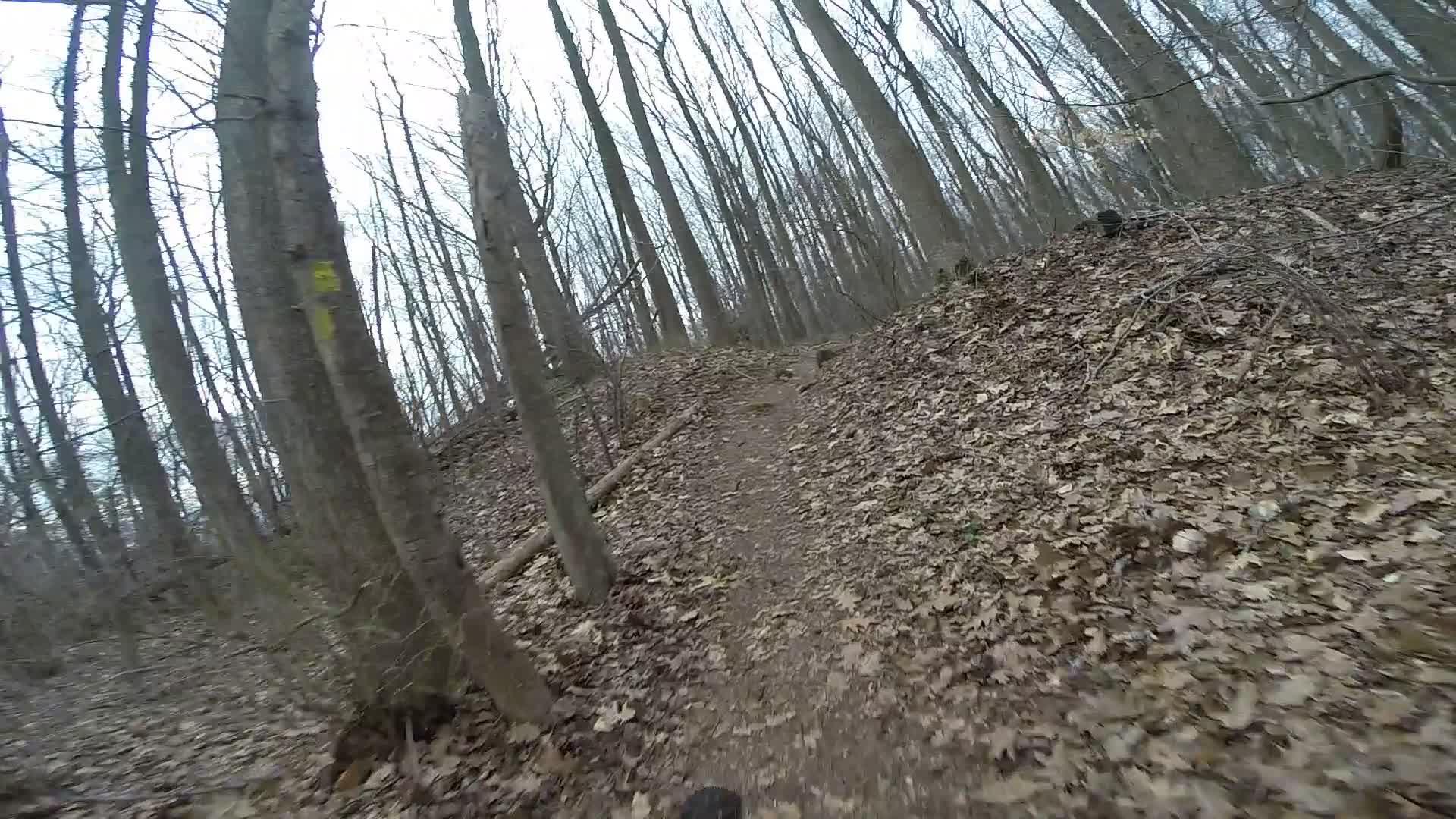 A winding dirt trail covered with fallen leaves, surrounded by tall, bare trees. The scene is set in a forest during a cloudy day, creating a serene, natural atmosphere. Trails seperated by streets mountain bike trail.