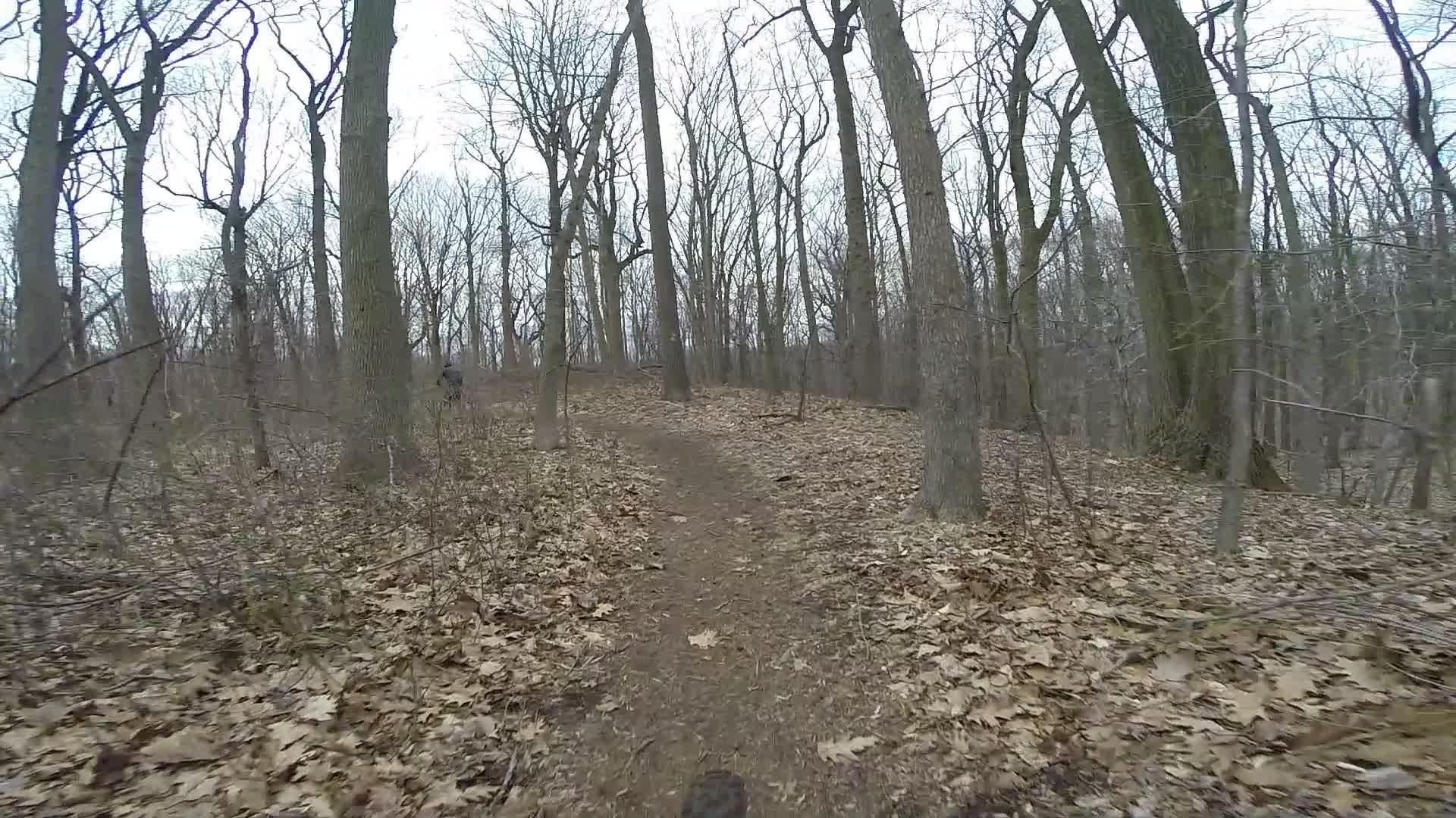 A winding dirt trail through a leaf-strewn forest, surrounded by tall, bare trees in early spring. The overcast sky is visible through the branches, creating a serene, natural atmosphere. Trails seperated by streets mountain bike trail.