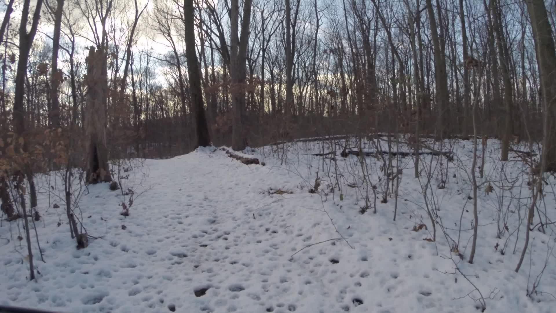 A snowy woodland path winding through a forest with bare trees and soft clouds in the sky. The ground is covered in a layer of snow, showing various animal tracks, while sparse underbrush and tree stumps are visible along the sides of the path. Trails seperated by streets mountain bike trail.