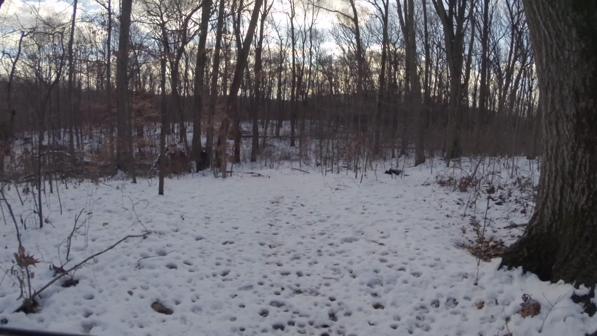 A snow-covered forest pathway lined with bare trees, featuring a mixture of snow and exposed ground showing animal tracks. The scene is set under a cloudy sky, suggesting a quiet, wintry atmosphere. Trails seperated by streets mountain bike trail.