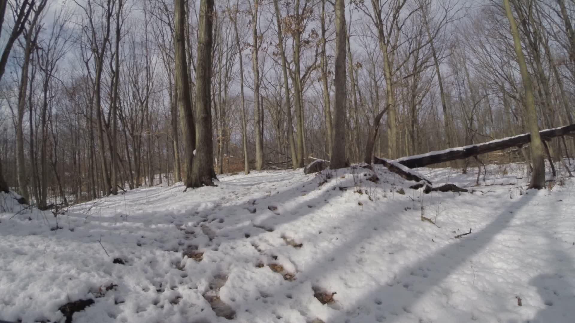 A winter forest scene with bare trees and a snowy ground, featuring a winding path partially covered in snow. Sunlight casts shadows on the snow, highlighting the textures of the ground and the surrounding trees. Trails seperated by streets mountain bike trail.