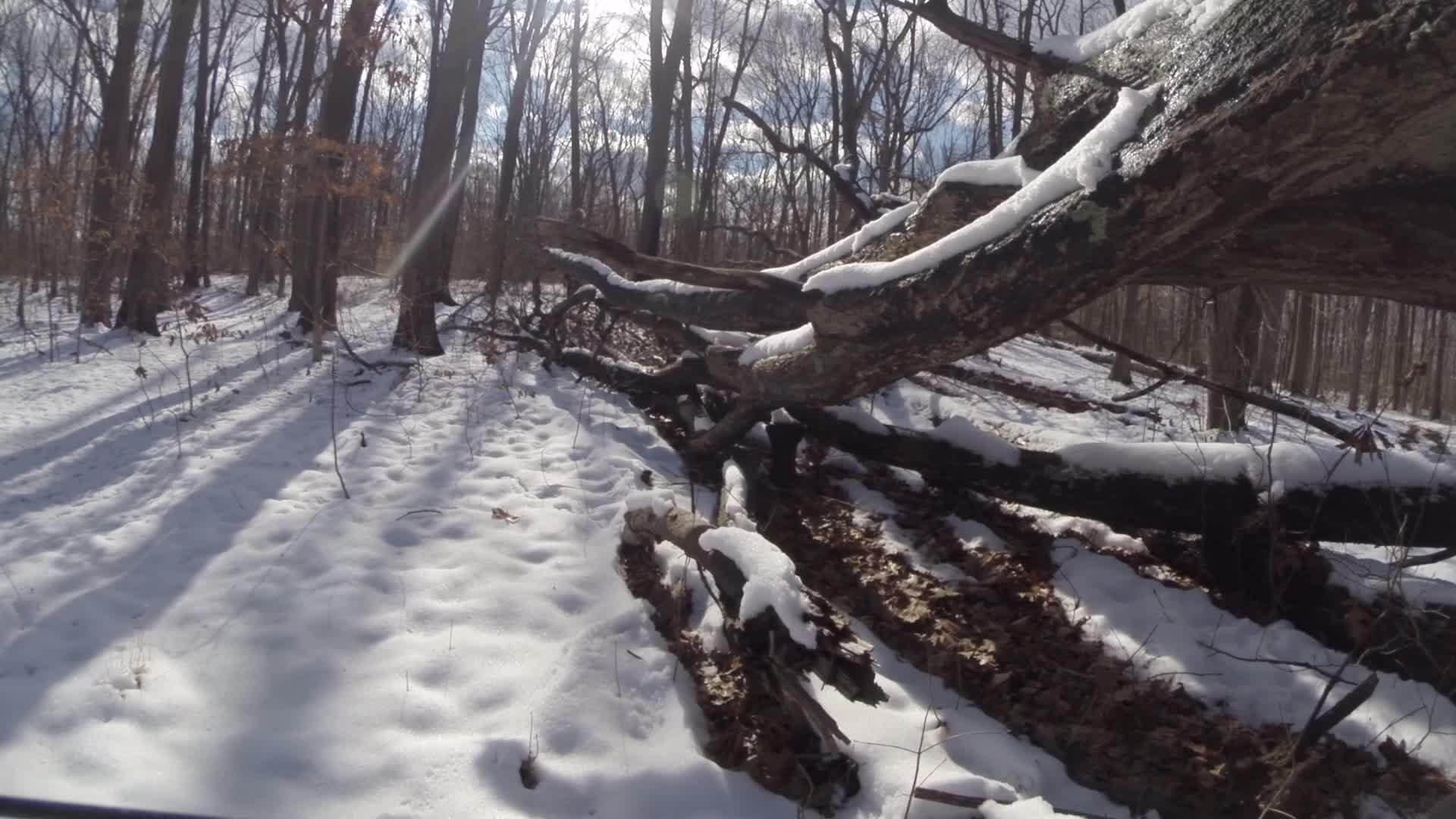 A winter forest scene featuring snow-covered ground and bare trees. Fallen branches and logs are scattered on the ground, partially covered in snow, while sunlight filters through the trees, casting shadows on the snowy landscape. Trails seperated by streets mountain bike trail.