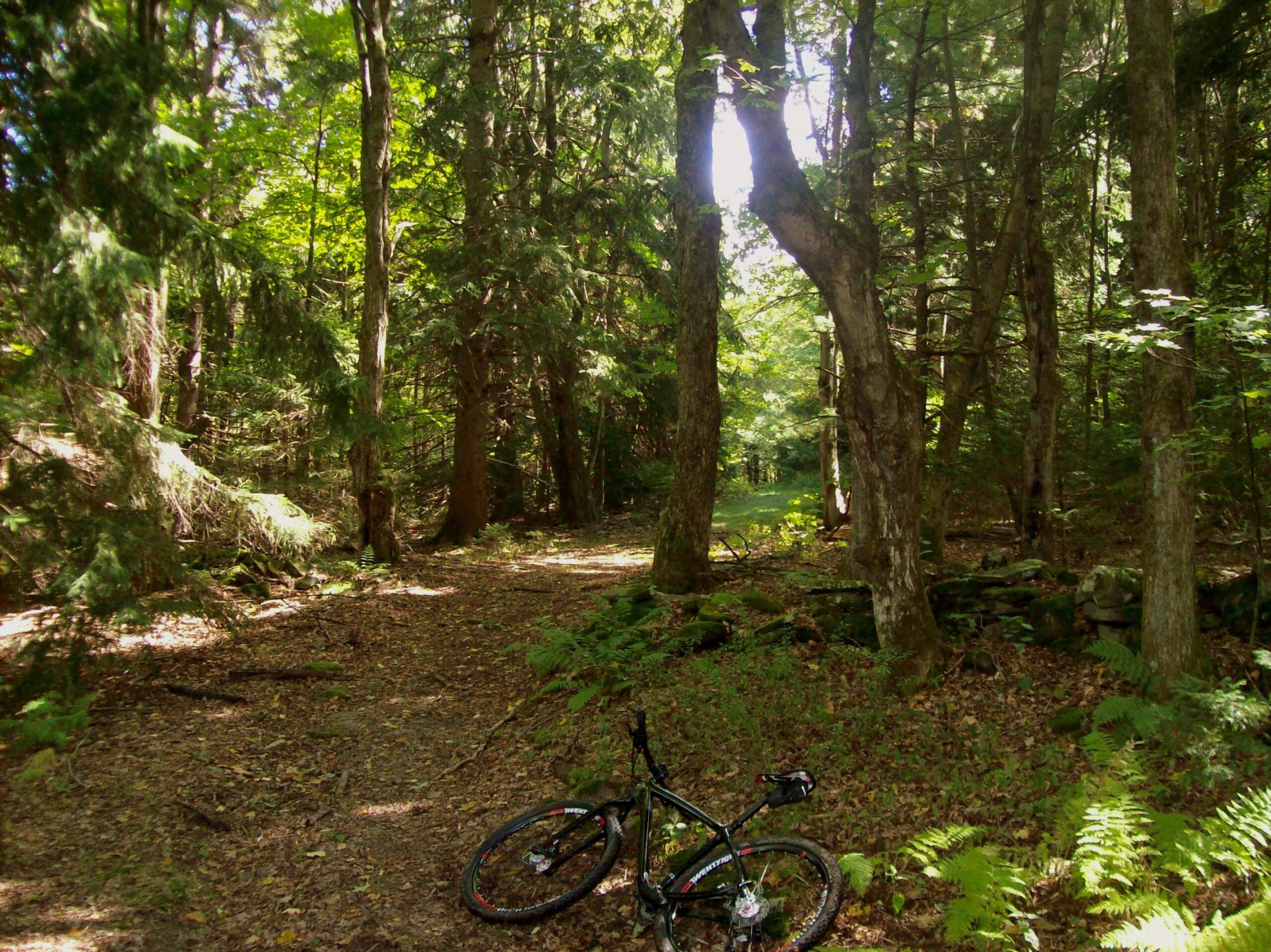 A sunlit forest path surrounded by tall trees and lush greenery, with a black mountain bike lying on the ground. Parteidge Run mountain bike trail.