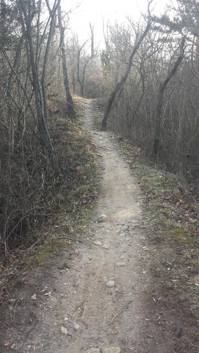 A narrow dirt trail winding through a forested area, lined with sparse trees and branches. The path appears slightly rocky and overgrown with grass and fallen leaves on either side, leading into the distance under soft, diffuse lighting. Saw Wee Kee Park mountain bike trail.