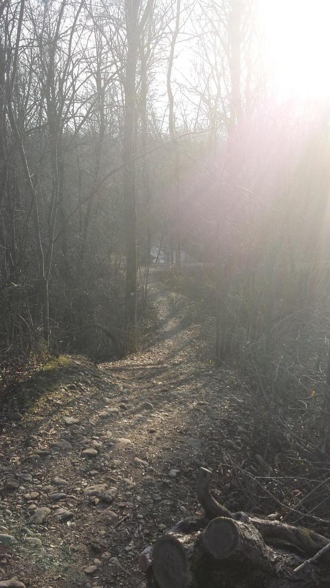 A winding dirt path leads through a wooded area, with trees on either side and sunlight filtering through the branches, creating a tranquil atmosphere. Occasional rocks and branches are scattered along the path, hinting at natural terrain. Saw Wee Kee Park mountain bike trail.
