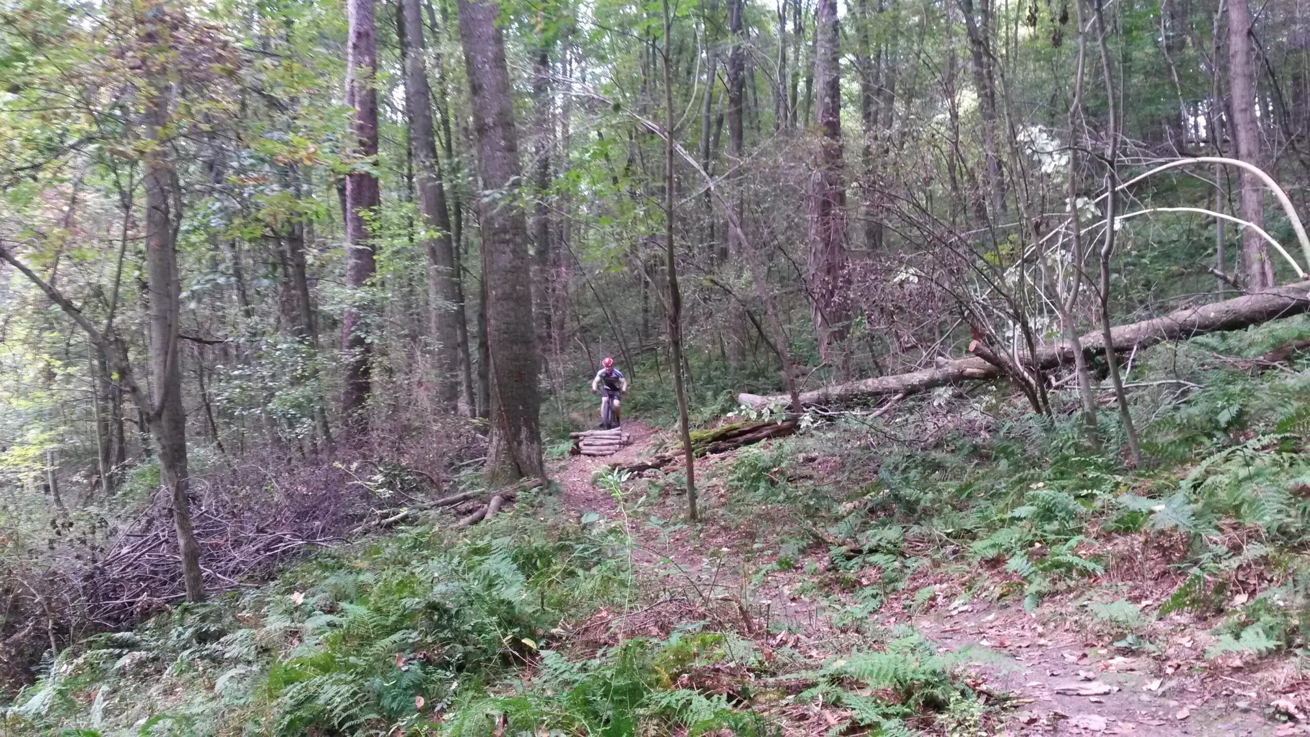 A mountain biker navigating a forest trail, surrounded by tall trees and lush ferns. The path is slightly elevated with wooden logs forming a small bridge. The scene is filled with greenery, showcasing a peaceful natural environment. Yellow Creek State Park mountain bike trail.
