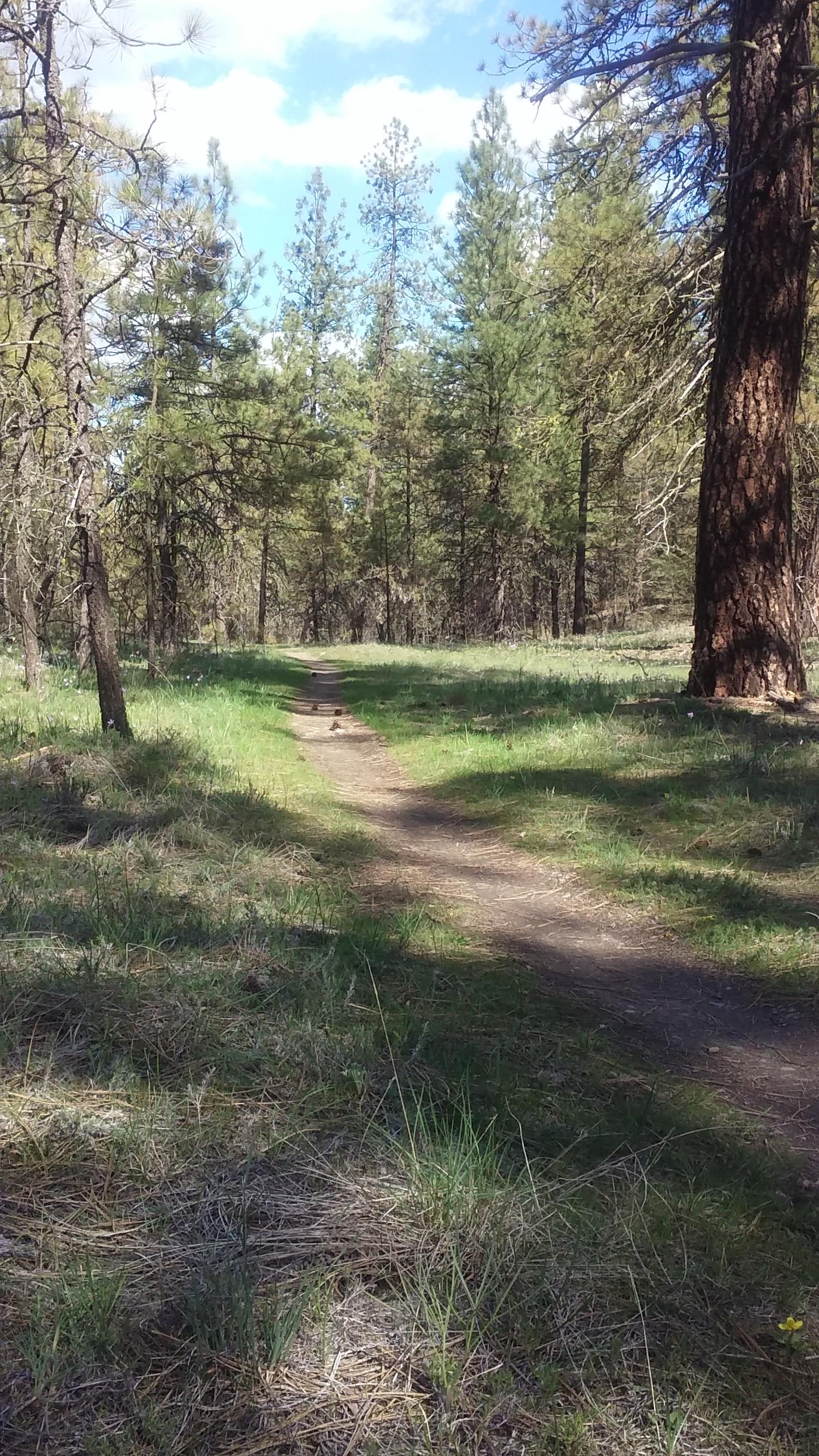 A winding dirt path surrounded by tall green trees and grassy areas under a partly cloudy sky, suggesting a serene nature trail in a forested setting.
