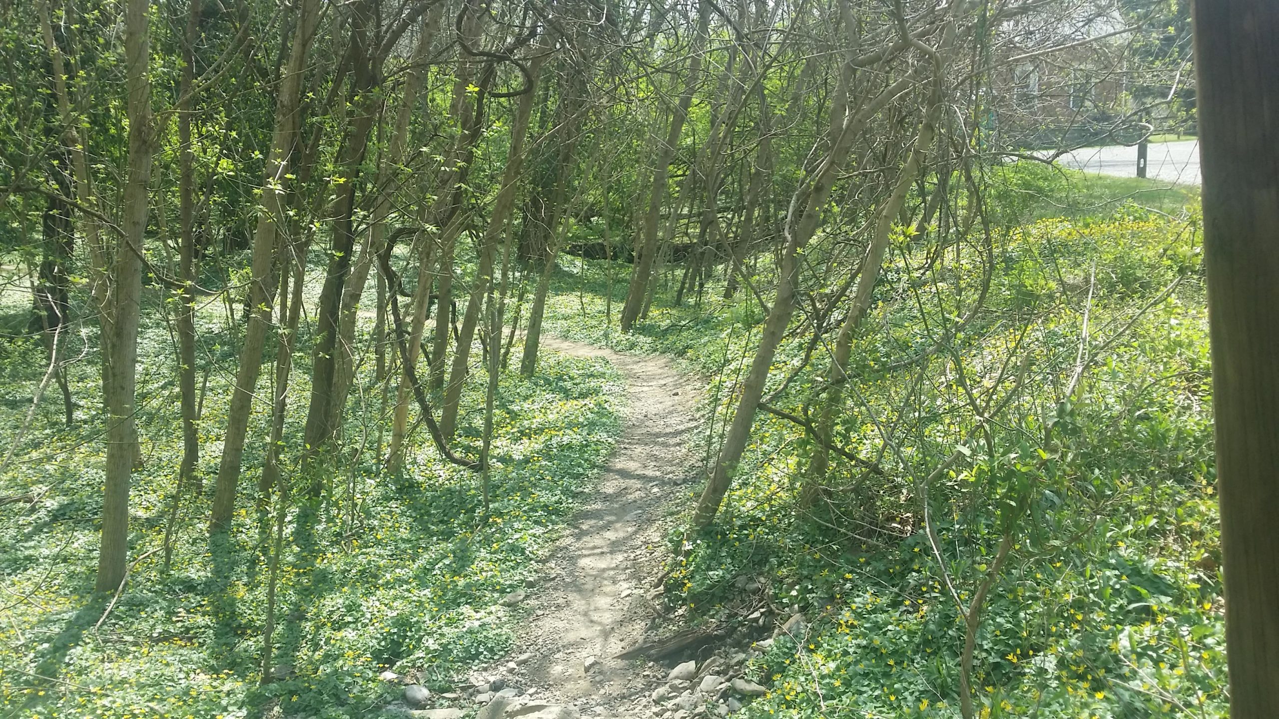 A narrow, winding dirt path cutting through a wooded area, flanked by trees and lush greenery. Yellow flowers are visible on the forest floor, suggesting springtime. In the background, a faint outline of a road can be seen beyond the trees. Jim Terrell Park mountain bike trail.