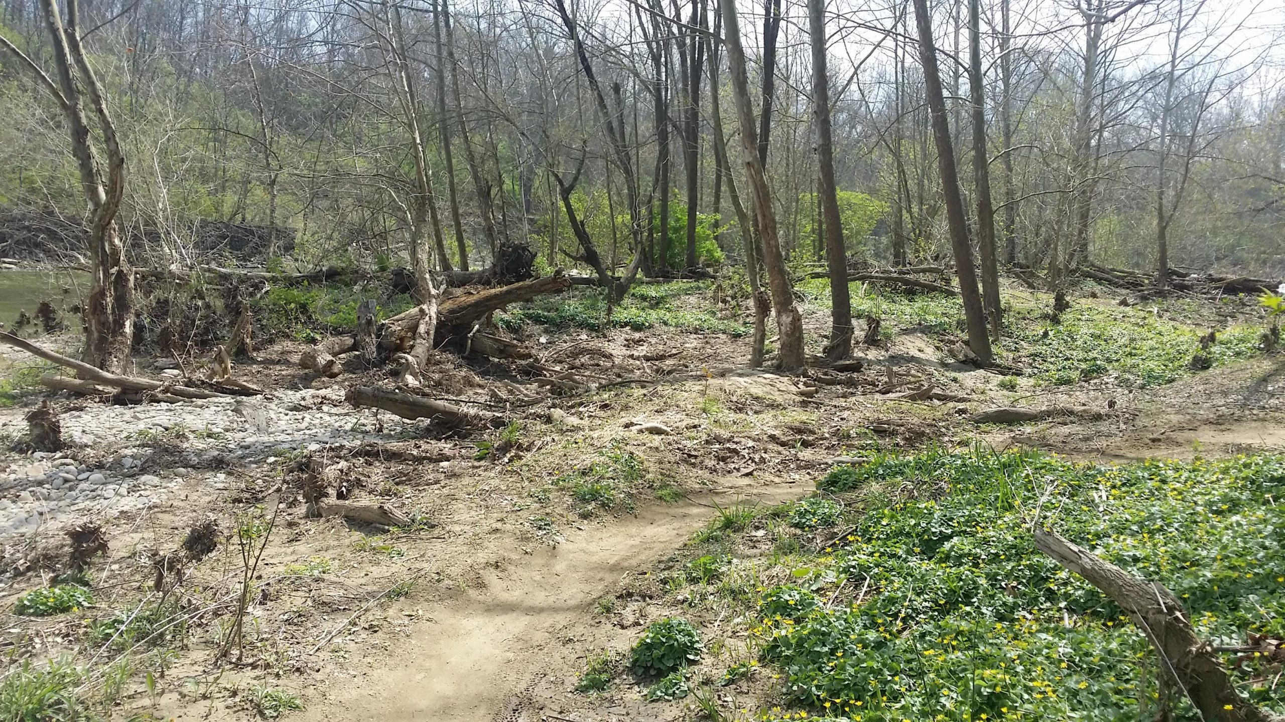A serene natural landscape featuring a riverbank flanked by trees, with exposed roots and fallen logs scattered across a sandy area. The ground is covered with patches of greenery and small yellow flowers, indicating early spring growth. In the background, a dense forest with budding leaves is visible under a clear sky. Jim Terrell Park mountain bike trail.