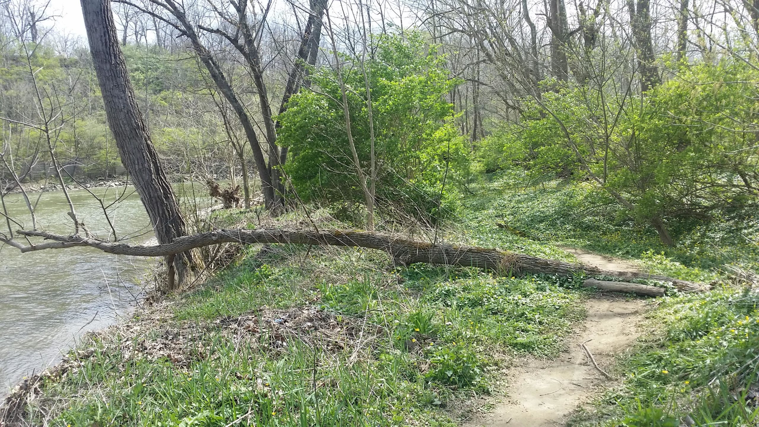 A serene landscape featuring a winding river bordered by trees and greenery. A fallen tree stretches across the riverbank, while a narrow dirt path meanders through the lush grassy area filled with small plants and wildflowers. The scene captures a peaceful moment in nature, surrounded by early spring foliage. Jim Terrell Park mountain bike trail.
