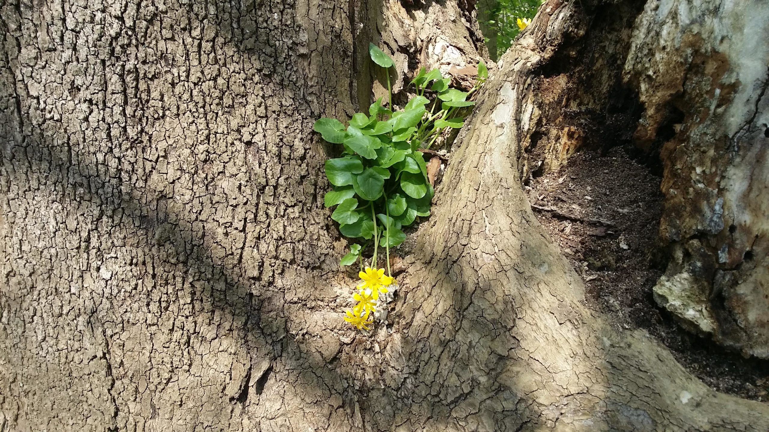A close-up view of a tree trunk showing textured bark, with vibrant green leaves and a small yellow flower growing from a crevice in the wood. Sunlight filters through, creating shadows on the tree's surface. Jim Terrell Park mountain bike trail.