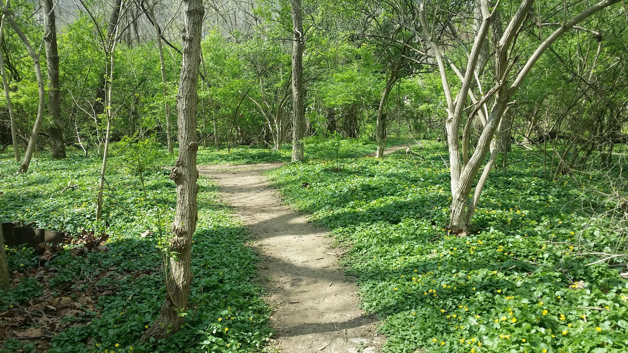 A scenic walking path meanders through a lush green forest, surrounded by trees and vibrant undergrowth with patches of yellow flowers. Sunlight filters through the leaves, creating a serene, natural atmosphere. Jim Terrell Park mountain bike trail.