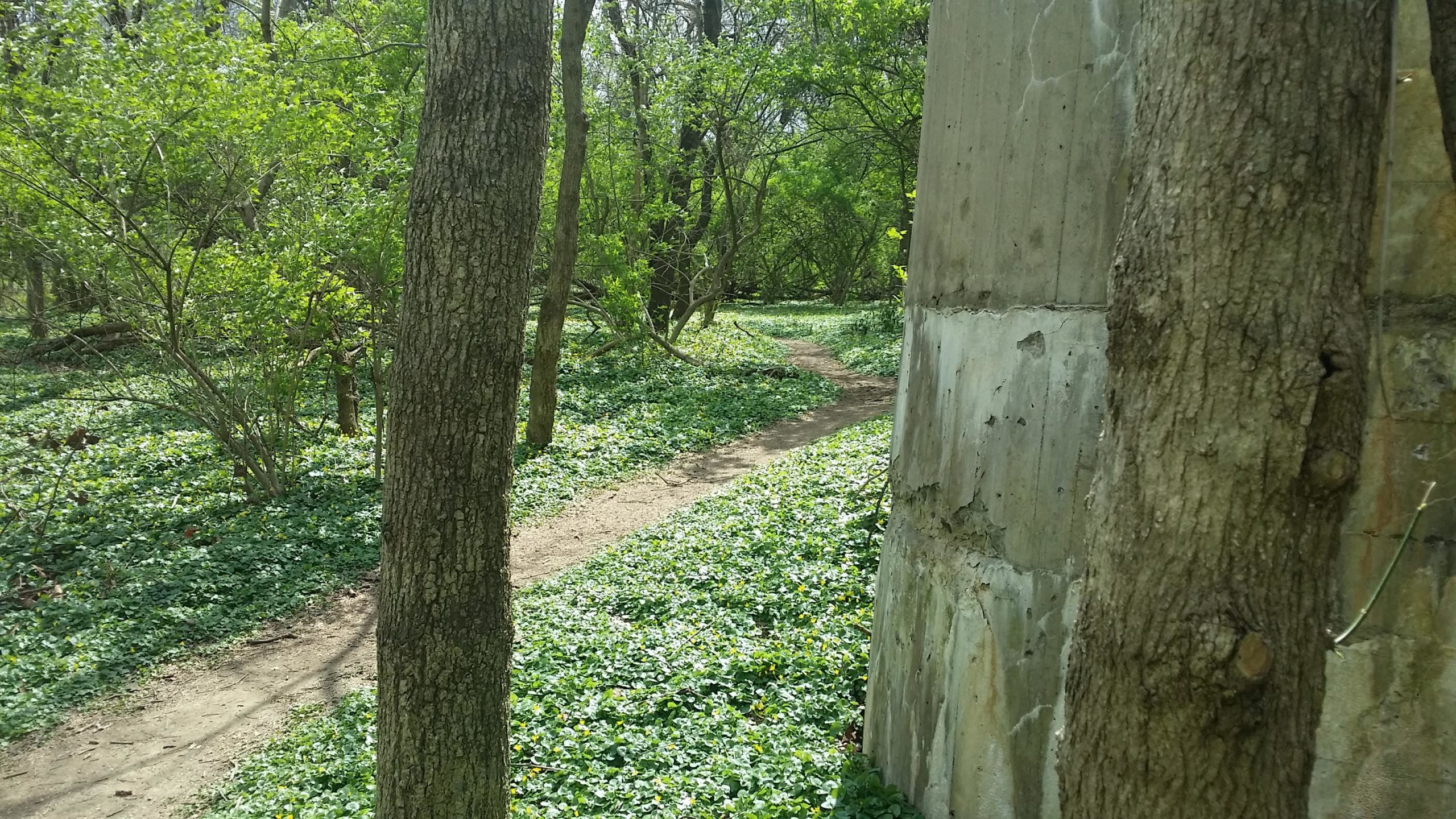 A forest scene featuring lush greenery and a winding dirt path, with trees on both sides. In the foreground, a tree trunk is visible alongside a weathered concrete wall, while the ground is covered with dense foliage. The sunlight filters through the leaves, creating a serene and tranquil atmosphere. Jim Terrell Park mountain bike trail.