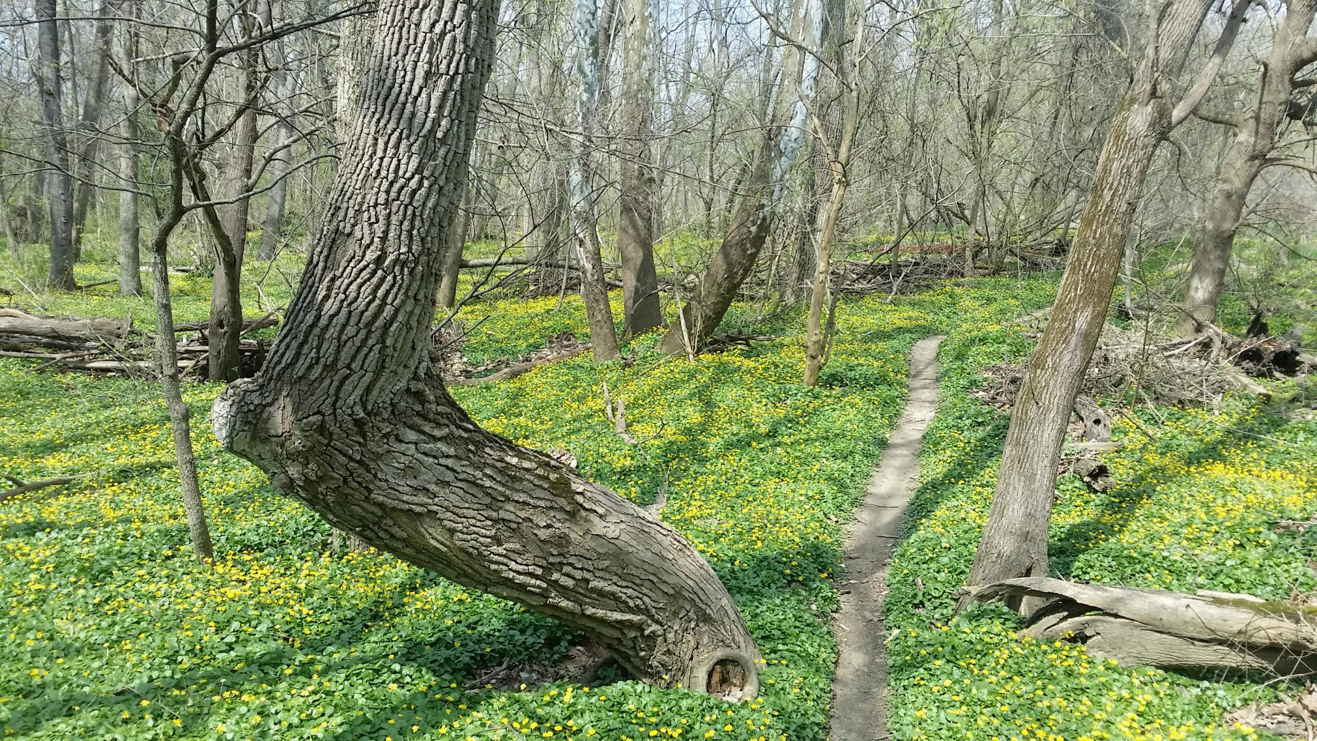 A wooded area featuring a winding dirt path surrounded by lush green ground cover and bright yellow flowers. The scene includes trees with textured bark, some with unique shapes, and a mix of leafless branches, creating a tranquil spring landscape. Jim Terrell Park mountain bike trail.