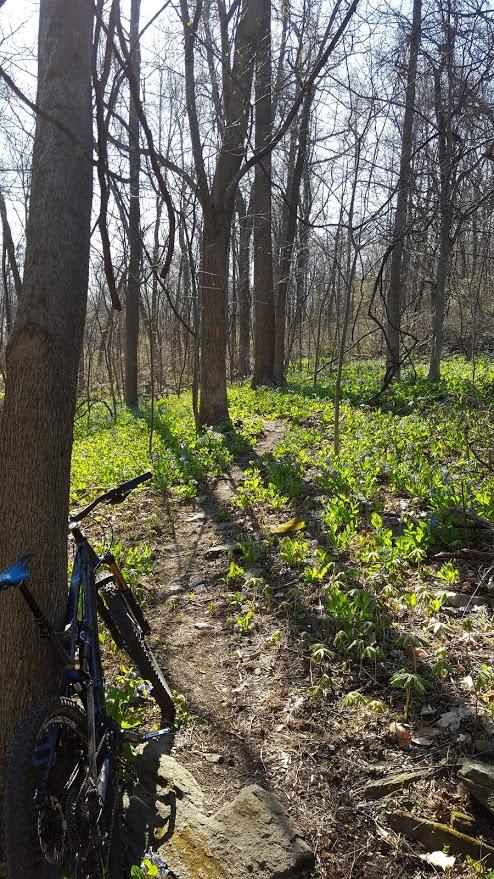 A sunlit forest scene featuring bare trees and patches of green plants along a dirt path. A bicycle is leaned against a tree in the foreground, with sunlight casting shadows on the ground. Emmitsburg Watershed mountain bike trail.