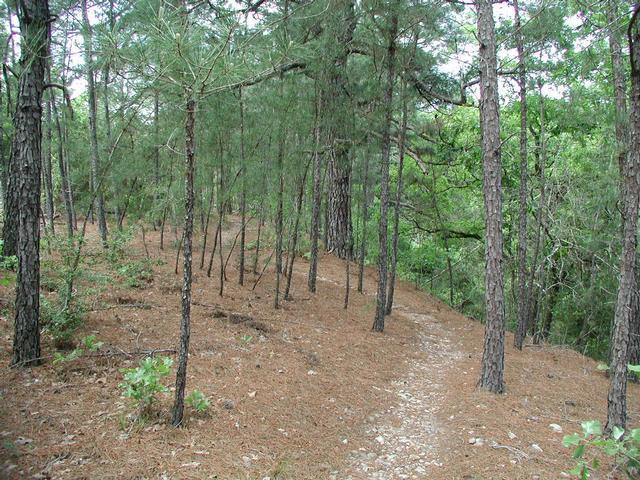 A winding dirt path through a forested area with tall pine trees. The ground is covered in pine needles and rocky patches, surrounded by lush green foliage. The scene appears tranquil and natural, inviting exploration into the woods. Zorinsky Mountain Bike Trail 2 mountain bike trail.