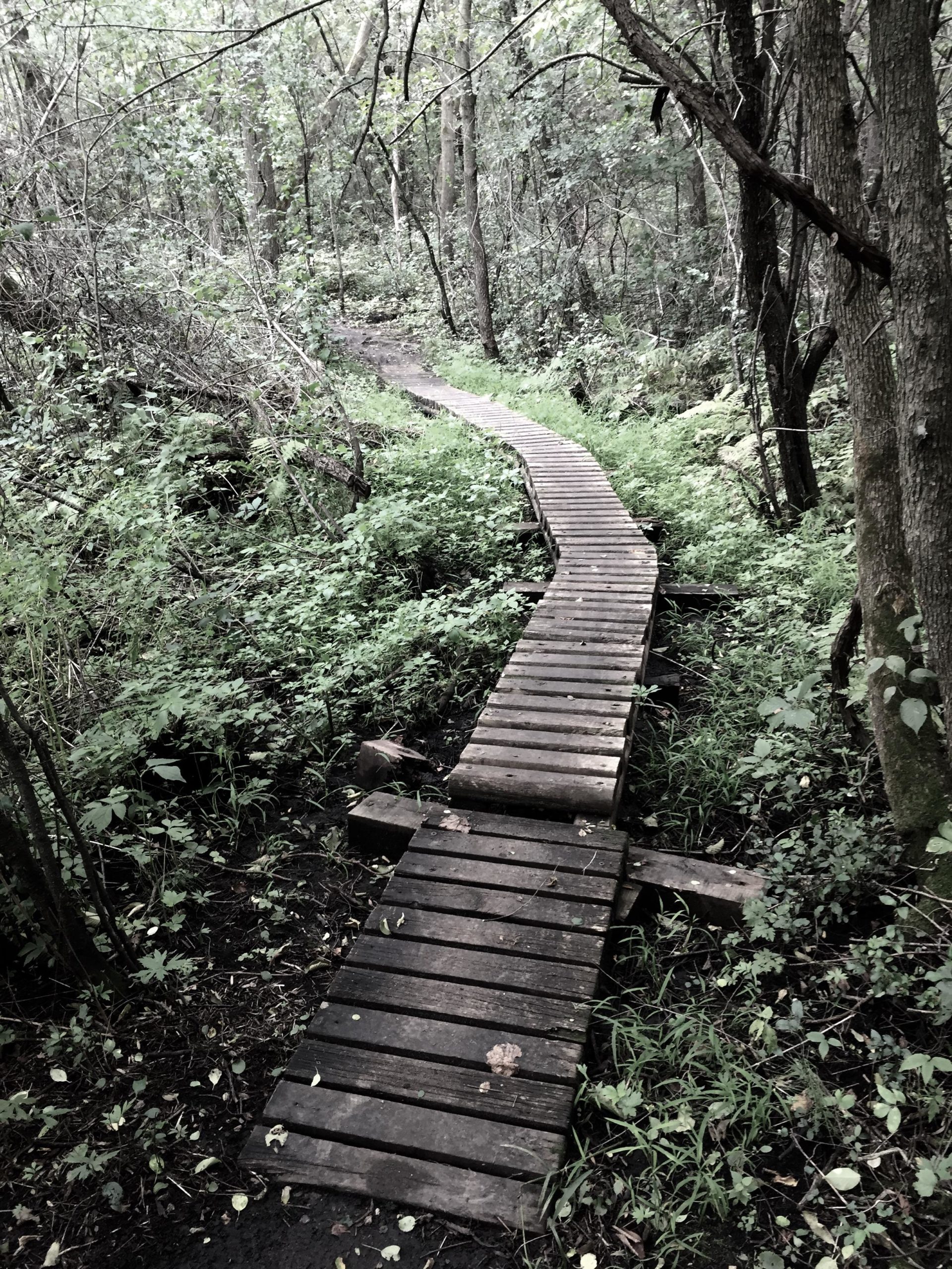 A winding wooden pathway traverses through a lush green forest, surrounded by dense foliage and trees. The path, composed of wooden planks, leads deeper into the natural landscape, offering a serene and tranquil atmosphere. Bertram Chain of Lakes Trail mountain bike trail.