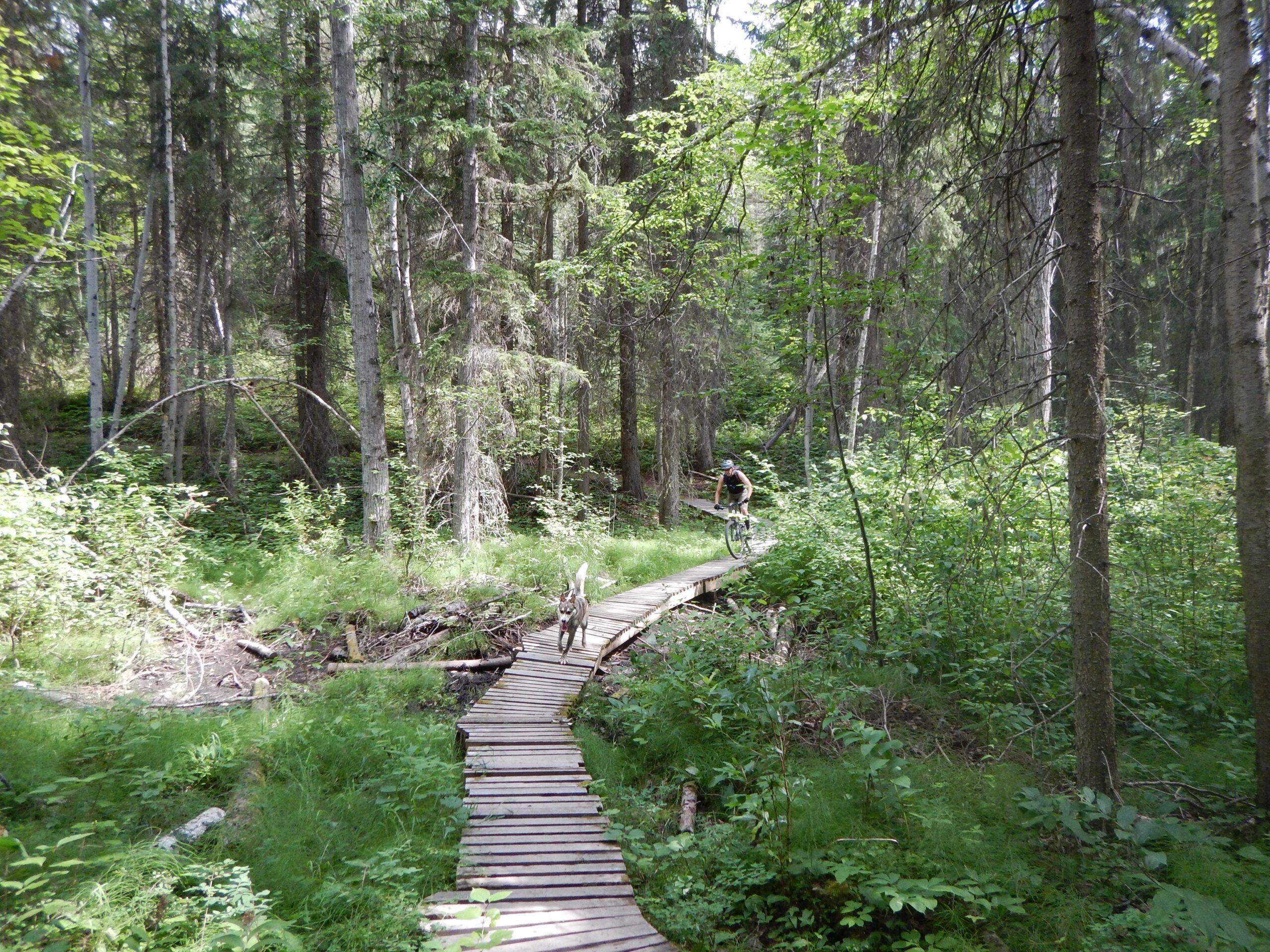 A wooden pathway winds through a lush, green forest, with tall trees and dense underbrush on either side. A person on a bicycle rides along the path, while a dog runs playfully nearby. Sunlight filters through the leaves, casting a warm glow on the scene. Moonraker Trails mountain bike trail.