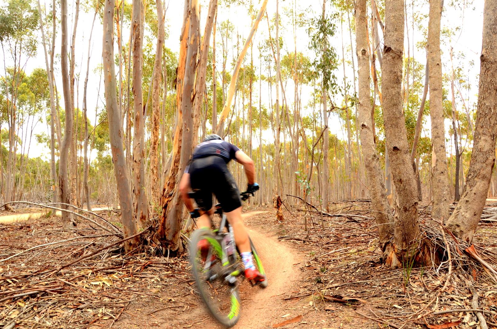A person riding a mountain bike along a winding dirt path in a forested area with tall eucalyptus trees. The rider is in motion, captured from behind, with the background showing a mix of greenery and fallen branches. You Yangs Regional Park mountain bike trail.