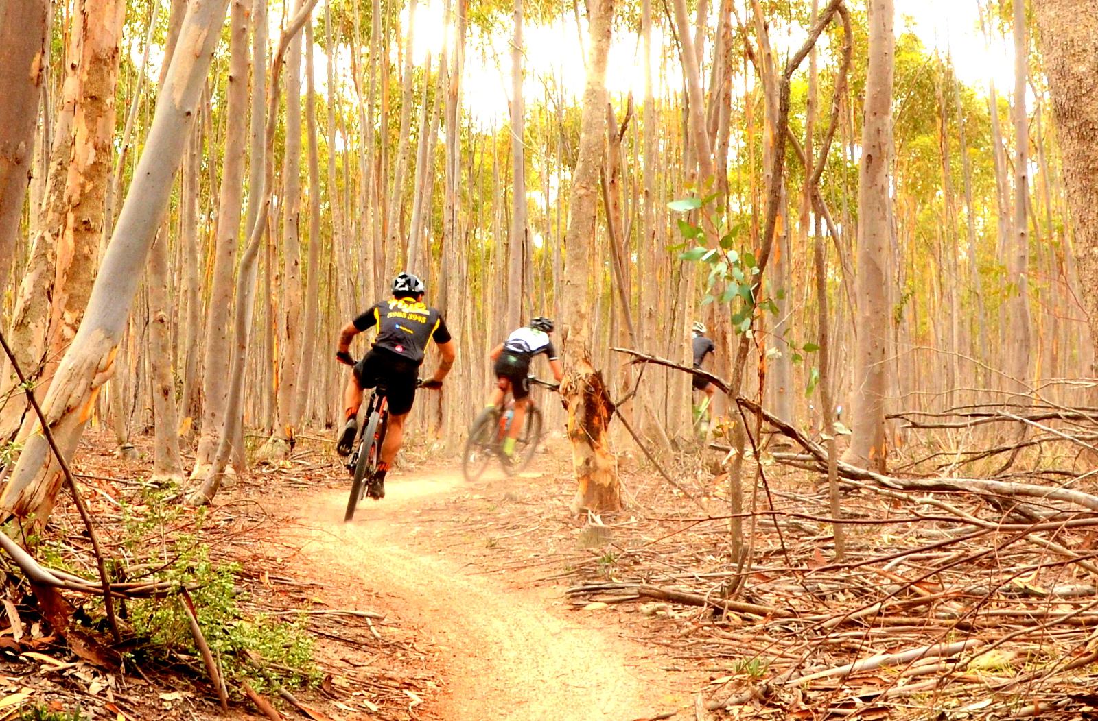 Mountain bikers riding along a dusty trail through a eucalyptus forest, with tall trees and scattered branches in the surrounding landscape. You Yangs Regional Park mountain bike trail.