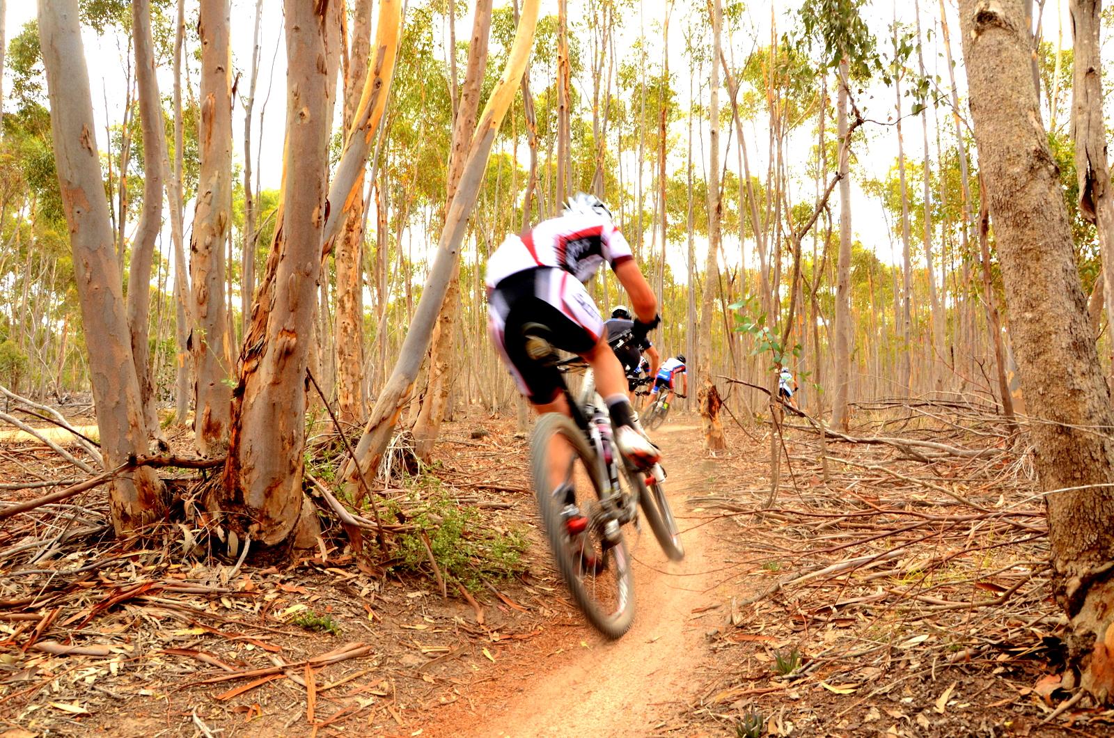 A group of mountain bikers riding along a dirt trail in a eucalyptus forest, with trees lining both sides and a blurred motion effect on the nearest cyclist. The ground is covered with bark and foliage. You Yangs Regional Park mountain bike trail.