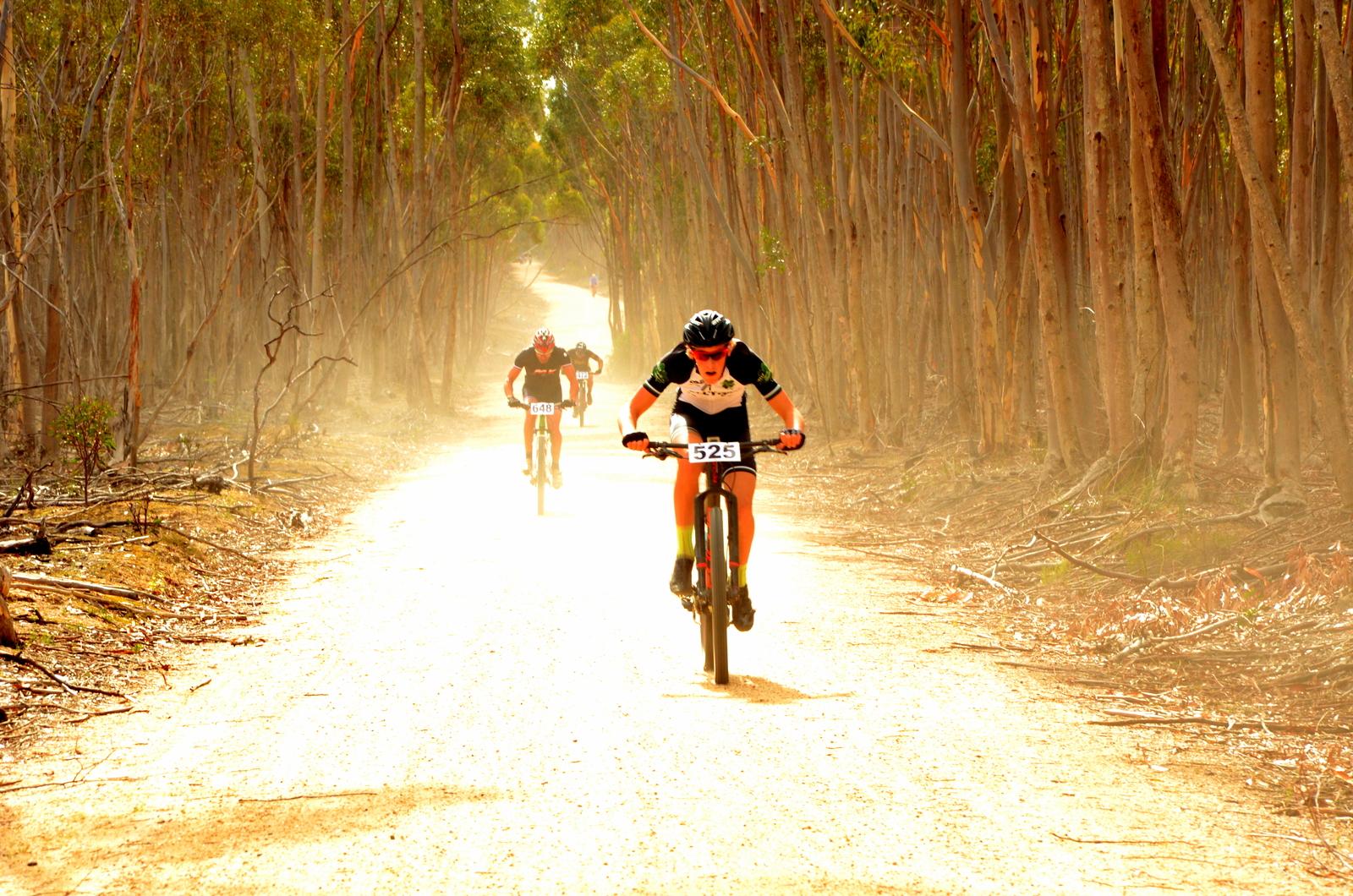 A group of mountain bikers racing along a dusty path surrounded by eucalyptus trees. One rider, wearing a green and black jersey with the number 525, leans forward intensely as they pedal, while another rider, numbered 648, trails behind. The scene is illuminated by warm sunlight filtering through the treetops, creating a dynamic atmosphere. Dust is visible in the air, adding to the action of the race. You Yangs Regional Park mountain bike trail.