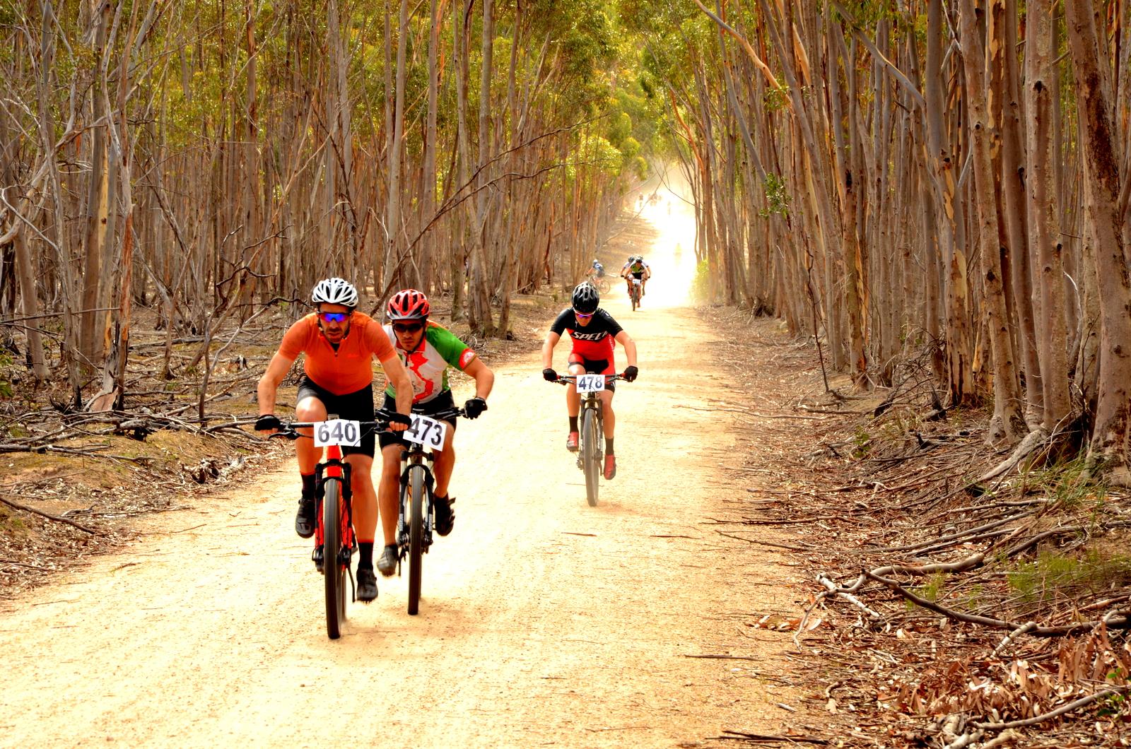 A group of four mountain bikers riding on a dirt trail surrounded by tall eucalyptus trees. The two front riders are focused and wearing helmets, with visible race numbers attached to their bikes. The scene captures the outdoor environment and athletic activity, with dust being kicked up as they pedal along the path. You Yangs Regional Park mountain bike trail.