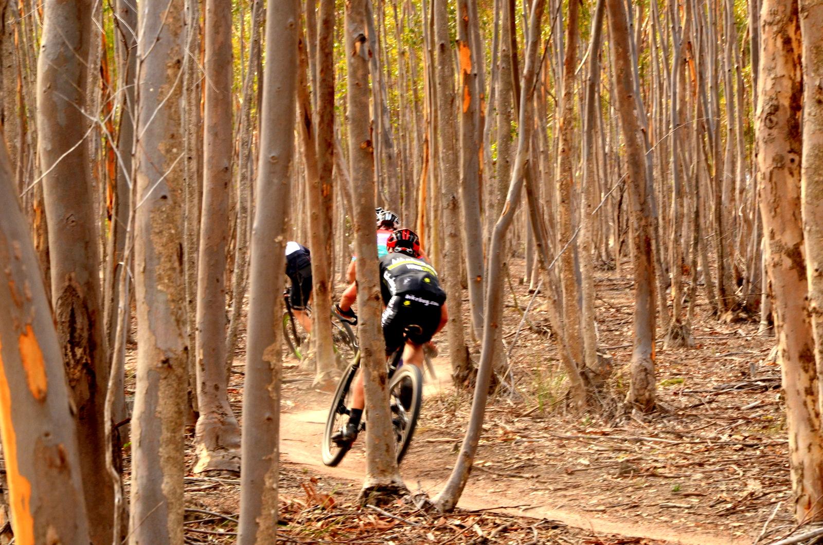 A group of cyclists riding on a dirt path through a forest of tall, slender trees, with dust swirling as they navigate the trail. The scene captures the dynamic movement of the cyclists in a natural setting, showcasing the tranquility of the woods. You Yangs Regional Park mountain bike trail.