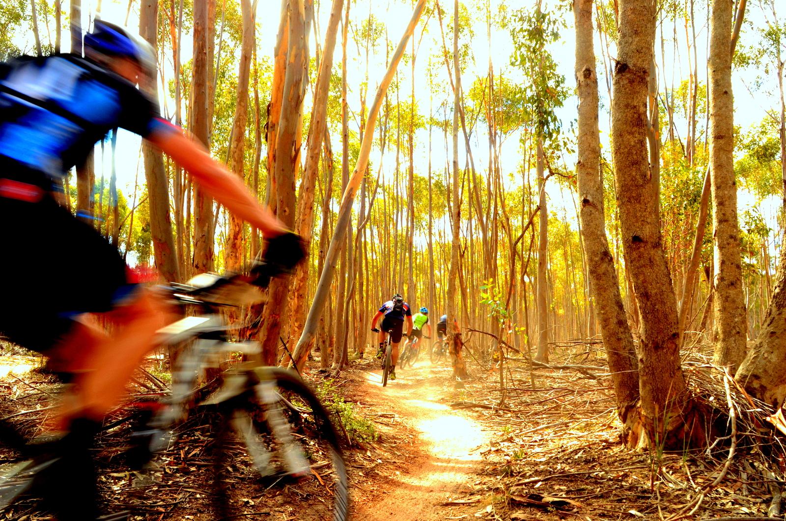 Four cyclists riding mountain bikes along a dusty trail in a vibrant eucalyptus forest, with sunlight streaming through the tall trees. The motion of the riders creates a dynamic, slightly blurred effect, emphasizing the speed and excitement of the ride. You Yangs Regional Park mountain bike trail.