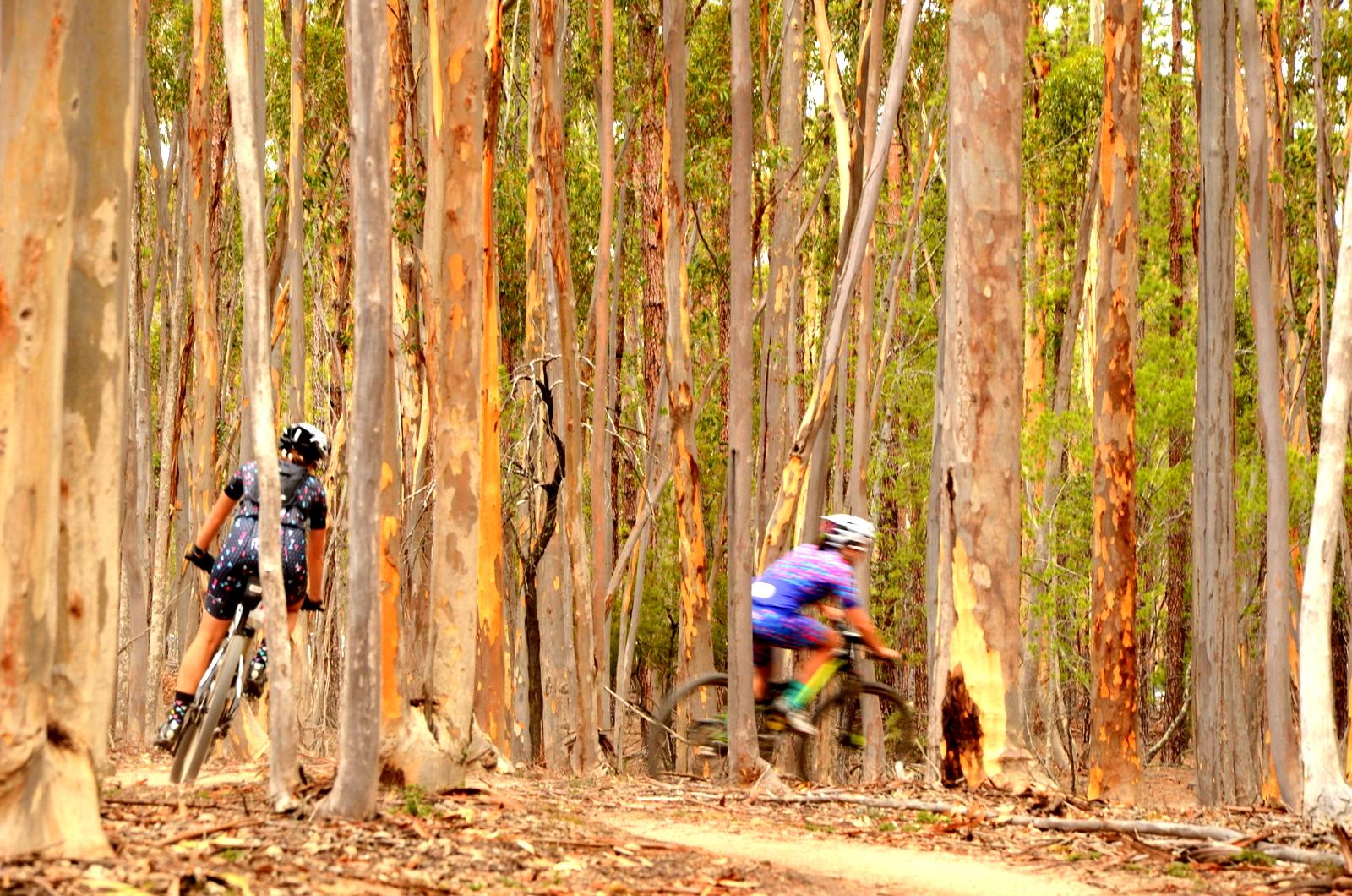 Two mountain bikers ride through a forest of tall eucalyptus trees, with one cyclist visible in the foreground and the other blurred in motion in the background. The trail is surrounded by light brown bark and green foliage, showcasing a vibrant outdoor setting. You Yangs Regional Park mountain bike trail.