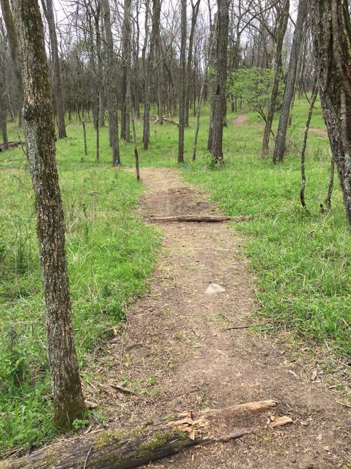 A dirt path winding through a forested area with sparse, leafless trees in the background. Lush green grass lines the sides of the trail, and a few small rocks and fallen branches are visible along the path. Knucklehead mountain bike trail.